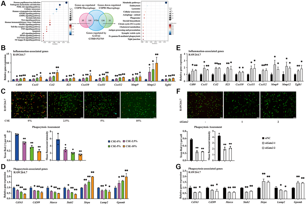 Downregulation of GATA2 leads to pro-inflammatory phenotype and impaired phagocytosis in macrophage. Differentially expressed genes from lung macrophages in COPD patients were intersected with GTRD database GATA2 ChIP-seq measurements and the genes were subjected to KEGG pathway analysis (A). mRNA levels of Cd80, Cxcl1, Ccl2, Il23, Cxcl10, Cxcl11, Cxcl12, Mmp9, Mmp12, and Tgfb1 were measured by qPCR (B) in CSE-treated RAW264.7 cells from each group. Phagocytosis assessment in RAW 264.7 cells was done by Cell Meter™ Fluorimetric Phagocytosis Assay Kit. The images were taken using fluorescence microscopy and the average number of engulfed beads within every cell and the mean fluorescent intensity of Texas Red were calculated (C). Scale bars = 50 μm. mRNA levels of Cd163, Cd209, Marco, Stab2, Sirpa, Lamp2, and Gpnmb were measured by qPCR (D) in CSE-treated RAW264.7 cells from each group (CSE-0%, blue bars; CSE-2.5%, magenta bars; CSE-5%, green bars; CSE-10%, orange bars). *P **P Cd80, Cxcl1, Ccl2, Il23, Cxcl10, Cxcl11, Cxcl12, Mmp9, Mmp12 and Tgfb1 were measured by qPCR (E) in RAW264.7 cells from each group. Examination of phagocytosis was done by Cell Meter™ Fluorimetric Phagocytosis Assay Kit (F). Scale bars = 50 μm. mRNA levels of Cd163, Cd209, Marco, Stab2, Sirpa, Lamp2, and Gpnmb were measured by qPCR (G) in RAW264.7 cells from each group (siNC, black bars; siGata2-1, gray bars; siGata2-2, white bars). *P **P 