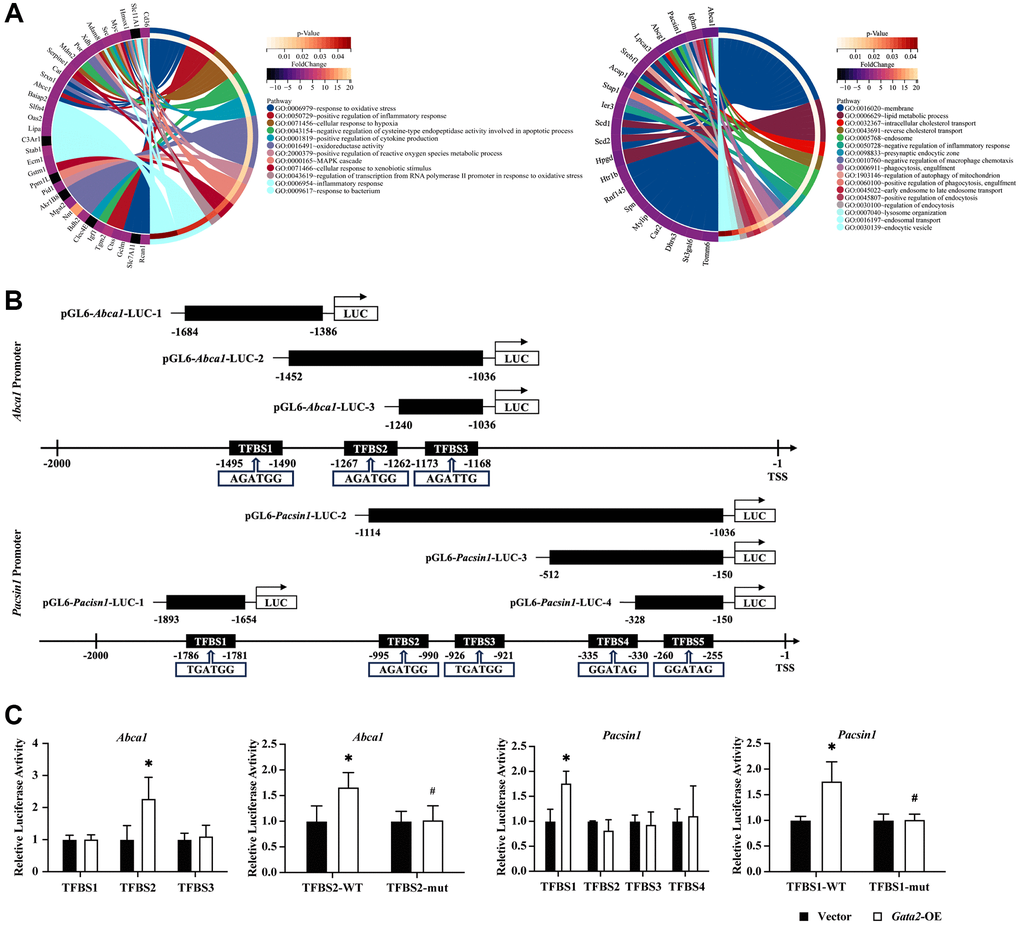 GATA2 directly promotes the transcriptional activity of Abca1 and Pacsin1. GO enrichment analysis was done for upregulated/downregulated differentially expressed genes and different GO pathways and the related DEGs were connected with different colored bars (A). Schematic drawing of the mouse Abca1/Pacsin1 promoter region with potential GATA2 DNA binding sites (black boxes) and that of the pGL6-Abca1/Pacsin1-Luc construct containing the Abca1/Pacsin1 promoter region (B). They were co-transfected in mouse aortic endothelial cells (MAECs) and relative luciferase activity was measured. The mutant plasmid was then constructed and co-transfected, the relative luciferase activity was measured as well (C). *P Gata2-WT.