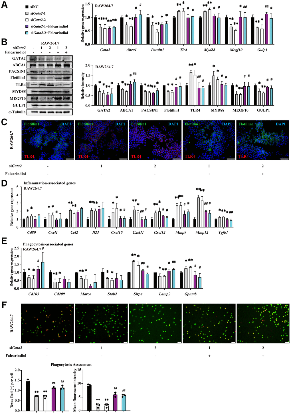 ABCA1 mediates the effects of GATA2 downregulation on macrophages by regulating inflammation and ingestion. RAW264.7 cells were incubated with or without siGata2 for 48 h, and they were then treated with or without Falcarindiol for another 24 h. mRNA levels of Gata2, Abca1, Pacsin1, Tlr4, Myd88, Megf10, and Gulp1 were assessed by qPCR (A) and their protein levels, Flotillin1 was added, were measured by western blotting (B) and immunofluorescence staining (C) in RAW264.7 cells from each group. mRNA levels of Cd80, Cxcl1, Ccl2, Il23, Cxcl10, Cxcl11, Cxcl12, Mmp9, Mmp12, Tgfb1, Cd163, Cd209, Marco, Stab2, Sirpa, Lamp2 and Gpnmb were measured by qPCR (D, E) in RAW264.7 cells from each group (siNC, black bars; siGata2-1, gray bars; siGata2-2, white bars; siGata2-1+Falcarindiol, purple bars; siGata2-2+Falcarindiol, cyan bars). Phagocytosis assessment was done by Cell Meter™ Fluorimetric Phagocytosis Assay Kit (F). Scale bars = 50 μm. *P **P #P ##P Gata2.