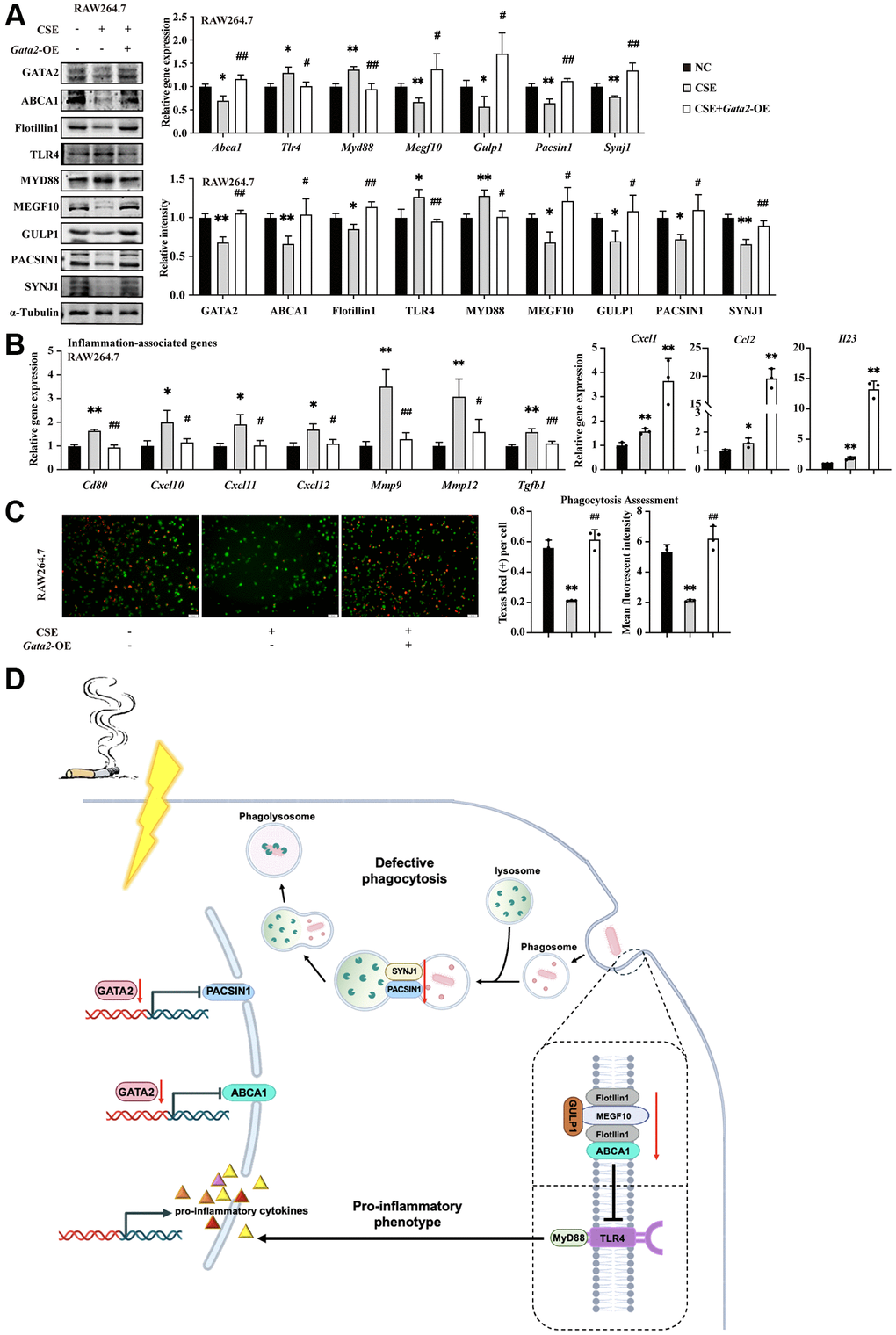 GATA2 improves macrophage inflammatory phenotype and phagocytosis against CSE through transcriptional activation of ABCA1 and PACSIN1. RAW264.7 cells were pre-incubated with or without CSE. After 24 h, they were transfected with or without Gata2 overexpression plasmids for another 48 h. mRNA levels of Abca1, Tlr4, Myd88, Megf10, Gulp1, Pacsin1, and Synj1 were assessed by qPCR and their protein levels, GATA2 and Flotillin1 were added, which were measured by western blotting in RAW264.7 cells from each group (A). mRNA levels of Cd80, Cxcl1, Ccl2, Il23, Cxcl10, Cxcl11, Cxcl12, Mmp9, Mmp12 and Tgfb1 were assessed by qPCR (B) in RAW264.7 cells from each group (NC, black bars; CSE, gray bars; CSE+Gata2-OE, white bars). Phagocytosis assessment was done by Cell Meter™ Fluorimetric Phagocytosis Assay Kit (C). Scale bars = 50 μm. *P **P #P ##P D).