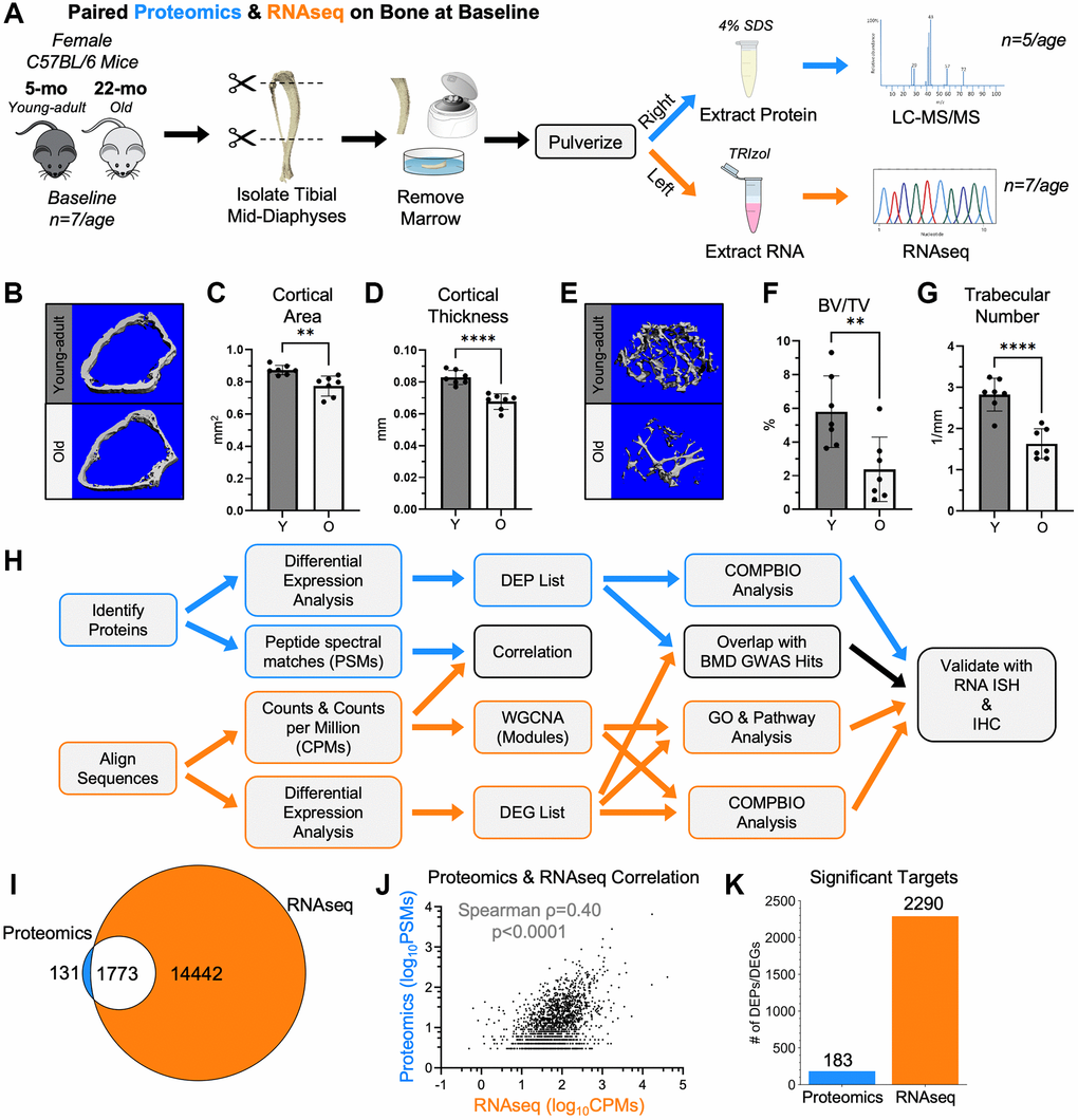 RNA-seq and proteomics were used to characterize cortical bone from young-adult and old mice at baseline. (A) Untreated 5-month-old (young-adult) and 22-month-old (old) female C57BL/6N mice were sacrificed. Paired right and left tibial mid-diaphyses were isolated, removed of marrow, and snap frozen. From the right tibias, proteins were extracted using 4% SDS. Proteins from 5 tibias per age were analyzed by proteomics using a tandem mass tag (TMT)-11. From the left tibias, RNA was isolated using TRIzol. RNA from 7 tibias per age was sequenced. (B) MicroCT of the distal right femurs from these mice confirmed the expected age-related differences in the cortical bone. (C, D) The distal cortical bone area and cortical thickness were lower with age. (E) MicroCT also confirmed age-related changes in the trabecular bone of the distal femur. (F, G) The bone volume per total volume (BV/TV) and trabecular number were lower with age. (H) Proteomics and RNA-seq raw data were analyzed, and differential expression analysis was performed separately. For both methods, a Benjamini-Hochberg-adjusted p-value cutoff of 0.05 was used to identify differentially expressed genes (DEGs) and differentially expressed proteins (DEPs). Downstream analyses included correlations, overlaps, weighted gene co-expression network analysis (WGCNA), gene ontology (GO) analysis, pathway analysis, and COMPBIO analysis. (I) 93% (1773/1904) of proteomics hits (PSM≥3) were detectable by RNA-seq (non-zero CPM for all samples). (J) The abundance of the 1773 targets detected by both proteomics and RNA-seq (after PSM and CPM filtering) were correlated (Spearman). (K) Comparing young-adult and old bone at baseline, 183 proteomics targets and 2290 RNA-seq targets met the p-value cutoff to be DEPs and DEGs, respectively. Abbreviations: SDS: Sodium dodecyl sulfate; BV/TV: Bone Volume/Total Volume; DEG: Differentially Expressed Gene; DEP: Differentially Expressed Protein; CPMs: Counts per million; PSMs: Peptide spectral matches.