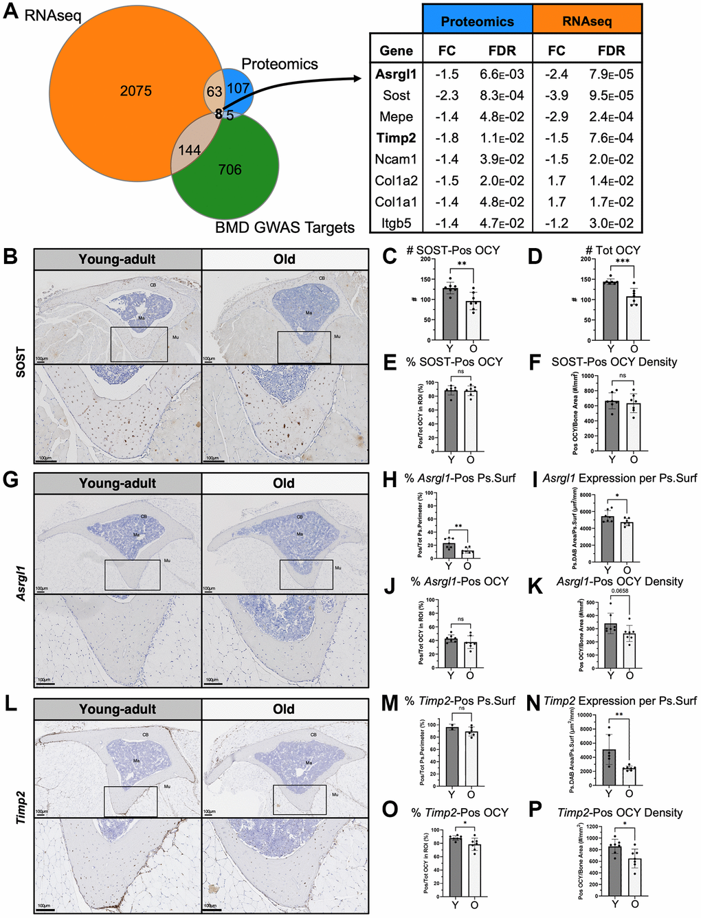 Integrated analysis of GWAS BMD hits with baseline proteomics and RNA-seq identified eight targets including Asrgl1 and Timp2. (A) Intersection of baseline proteomics DEPs, RNA-seq DEGs, and a GWAS database [39] revealed 8 targets. Of these, Sost, Asrgl1 and Timp2 were further evaluated histologically. (B) SOST expression was validated using IHC in tibias of young-adult and old mice (transverse sections cut at the proximal diaphysis). SOST expression was restricted to osteocytes. (C) Fewer SOST-positive and (D) total osteocytes (per 600 mm x 600 mm ROI) were present in old bone. (E) The percentage of SOST-positive osteocytes and (F) the areal density of SOST-positive osteocytes were not lower in old bone. (G) Asrgl1 expression was characterized using RNA ISH. (H) Most of the periosteal surface was covered by cells expressing Asrgl1, and this percentage of cells decreased with age. (I) Periosteal Asrgl1 expression was lower in old bone. (J) Slightly less than half of osteocytes (OCY) within cortical bone expressed Asrgl1, and this percentage of OCY was not lower in old bone. (K) The areal density of Asrgl1-positive osteocytes trended to be lower in old bone but did not reach significance. (L) Timp2 expression was characterized using RNA ISH. (M) Most of the periosteal surface was covered by cells expressing Timp2, and this percentage of cells trended to decrease with age. (N) Periosteal Timp2 expression was two times lower in old bone. (O) Most osteocytes within cortical bone expressed Timp2, and this percentage of OCY decreased with age. (P) The areal density of Timp2-positive osteocytes decreased with age. Abbreviations: OCY: Osteocyte; CB: Cortical bone; Ma: Marrow; Mu: Muscle; Pos: Positive; Ps: Periosteal; Surf: Surface). Data shown as mean +/−SD. p-values calculated by unpaired, 2-tailed t-test; n = 6–7 mice per age.