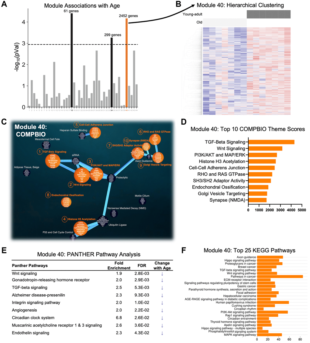 A single age-related module with perfect separation was identified using weighted gene co-expression network analysis (WGCNA) of the RNA-seq data. (A) Gene counts across all samples were clustered into 44 modules and correlated with age status. Three modules (black and orange) were significantly different between ages using a Bonferroni correction (p = 0.0011 = 0.05/44). (B) Only Module 40 (orange) displayed perfect separation using hierarchical clustering. (C, D) COMPBIO analysis of the subset of 1055 genes from Module 40 that had an FDR E, F) PANTHER Pathway and KEGG analyses of all 2452 genes in Module 40 also revealed Wnt signaling and TGF-beta signaling, among other pathways. Examination of the fold-changes of the genes from the PANTHER analysis showed that all 9 pathways are reduced with aging. Abbreviation: FE: fold-enrichment.