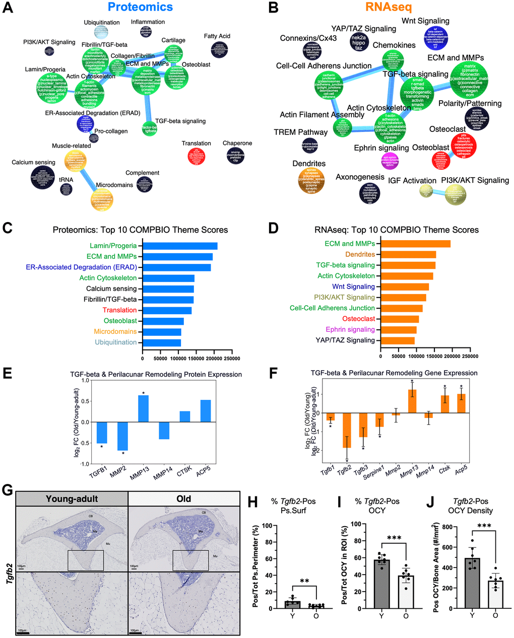 Baseline age-related differences in ECM/MMPs and TGF-beta signaling were detected in both the proteome and transcriptome. COMPBIO analysis of (A) the proteome and (B) the transcriptome indicated baseline changes in ECM/MMPs. (C) At the protein level, the top 10 themes included Lamin/Progeria, ECM/MMPs, and ER-Associated Degradation. (D) At the RNA level, the top 10 themes included ECM/MMPs, Dendrites, and TGF-beta signaling. Examination of age-related differences in individual (E) proteins and (F) genes related to TGF-beta signaling and perilacunar remodeling (PLR) showed reduced TGF-beta levels but higher Mmp13. (G) RNA ISH for Tgfb2 showed predominant expression in osteocytes. (H) Periosteal Tgfb2 expression was minimal in young-adult bone and even lower in old bone. (I) Over half of osteocytes (OCY) within cortical bone expressed Tgfb2, and this percentage was lower in old bone. (J) The areal density of Tgfb2-positive osteocytes was about half in old versus young bone.