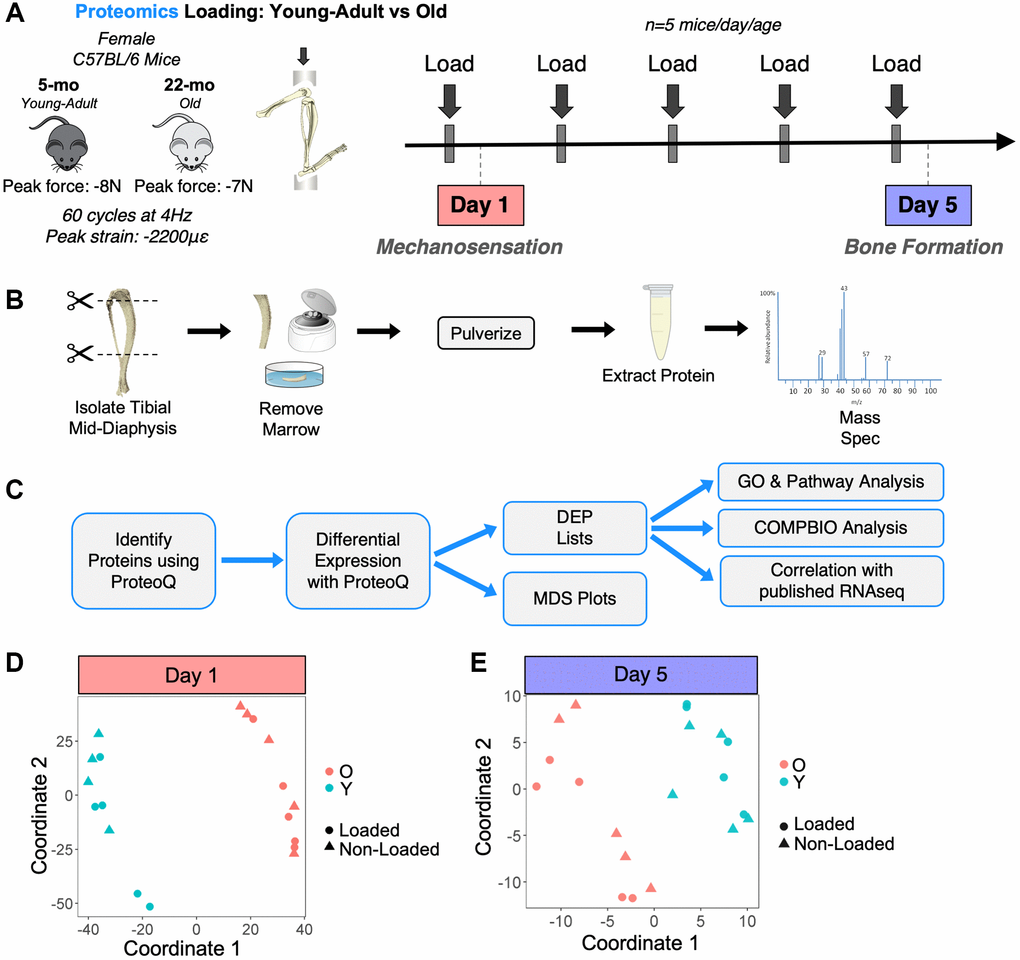 Experimental design for proteomics loading experiment. (A) 20 female C57BL/6N mice (5 mice/day/age) were subjected to daily in vivo axial tibial compression for either 1 (Day 1) or 5 (Day 5) bouts and sacrificed 6 hours after their final bout of loading. (B) The loaded (right) and non-loaded (left) tibial mid-diaphyses were isolated, removed of marrow, and snap frozen. Proteins were extracted in 4% SDS. Proteins for all 40 samples were then analyzed by proteomics using a tandem mass tag (TMT)-11 design. (C) Proteomics raw data were analyzed, and differential expression analysis was performed using ProteoQ. An unadjusted p-value cutoff of 0.05 and a fold-change threshold of 1.1 were used to identify loading-regulated proteins for downstream analyses, which included gene ontology (GO), PANTHER pathways, COMPBIO, and correlation with previously published RNA-seq data [11]. (D) At Day 1, multidimensional scaling (MDS) showed that the strongest differences were between ages rather than with loading status. (E) A Day 5, MDS showed slightly better separation between loaded and non-loaded samples, but the strongest separation was still between ages.