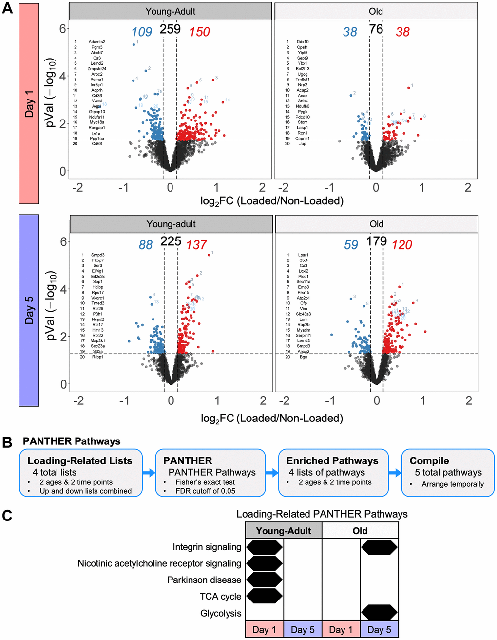 Tibias from old mice had fewer protein-level changes following loading compared to young-adult mice. (A) Volcano plots for each day and age combination following the loading experiment. The total number of loading regulated proteins is shown above with the upregulated number in red and the downregulated number in blue. (B) Loading-related proteins were input into PANTHER to identify enriched PANTHER pathways. (C) Loading-related PANTHER pathways were temporally arranged.