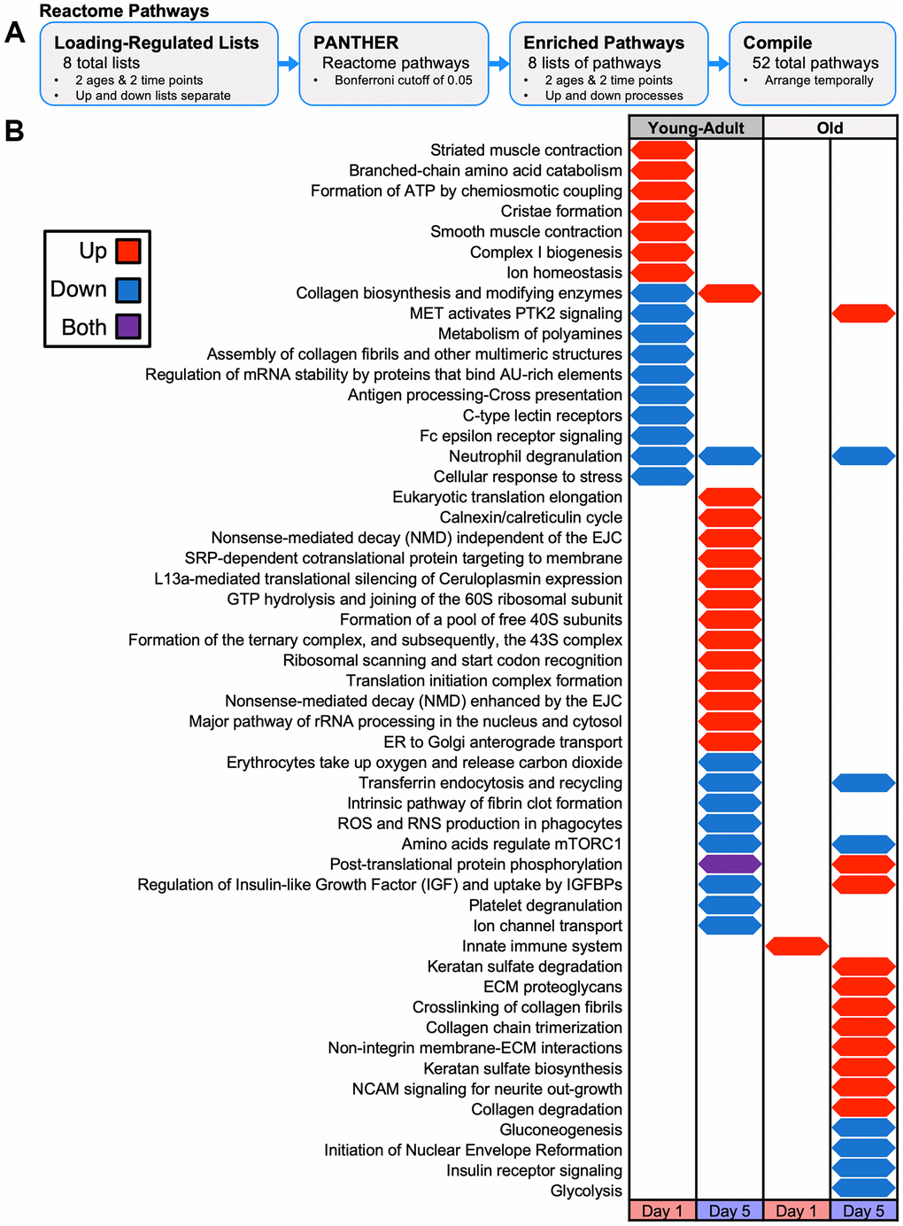 Temporal map of PANTHER Reactome Pathways for proteomics loading experiment. (A) Loading-responsive protein lists for each age and day combination (up and down lists separate) were input to PANTHER to identify enriched pathways. (B) Reactome pathways were arranged temporarily for upregulated or downregulated protein enrichment at each day and age combination. Both upregulated and downregulated lists were enriched for pathways.