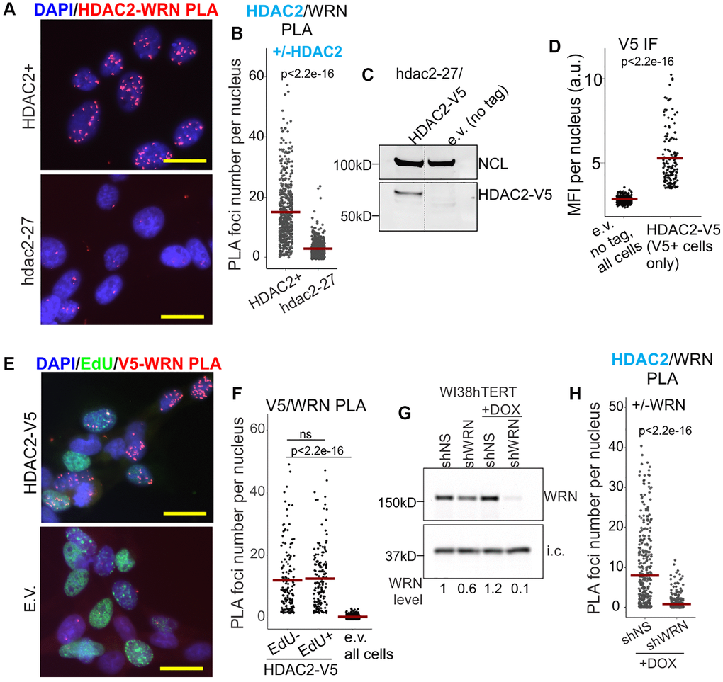 WRN associates with HDAC2. (A) Representative image of HDAC2/WRN PLA in the isogenic HDAC2+ and hdac2-27 null derivatives of GM639. Scale, 20 µm. (B) Quantitation of HDAC2/WRN PLA performed as in (A). (C) Hdac2-27 cells were stably transfected with HDAC-V5 transgene or empty vector (tag-less) and analyzed by Western blotting with antibodies to NCL (internal control) and V5. (D) Quantitation of IF in situ performed with V5 antibody on the same cells as in (C). MFI, mean fluorescence intensity, a.u., arbitrary units. (E) Representative image of V5/WRN PLA performed on the same cells as in (C, D) that were labeled for 30 min with EdU prior to harvest. EdU incorporation was visualized by Clicking to Alexa 488 azide. Scale, 20 µm. (F) Quantitation of V5/WRN PLA performed as in (E). V5/WRN signals of EdU-positive and EdU-negative cells are plotted separately. (G) WI38hTERT cells were stably transfected with the indicated shRNA-expressing constructs and treated with 100 ng/ml doxycycline for 5 days prior to Western blotting with WRN antibody. i.c., internal control (the STING protein). I.c.-normalized WRN levels are shown relative to shNS w/o DOX. (H) Quantitation of HDAC2/WRN PLA performed with the same cells as in (F). Crossbars in jitter plots are distribution means. Here and elsewhere, see Methods for details of p-value calculations.