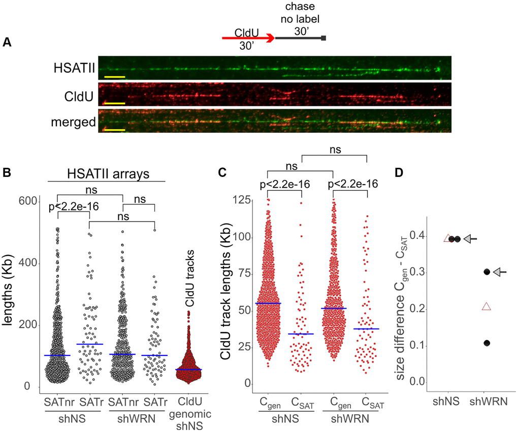 SATII satellite replication is affected by WRN deficiency in WI38hTERT. (A) A labeling scheme and an example of a HSATII array (green) with CldU replication tracks (red) within it, as visualized by fiber FISH/maRTA. Scale, 10 µm. Cells were labeled with CldU for 30 min and harvested after a 30 min chase in fresh media without label. (B) Length distributions of HSATII arrays that do not (non-replicating, nr) or do (replicating, r) carry CldU tracks within them. The length distribution of CldU tracks in total genomic DNA (lane 5), is included for comparison. (C) Length distributions of CldU tracks in the genome (Cgen) and within HSATII arrays (CSAT). The plots are representative of two independent experiments. See Methods for the explanation of p-value calculations. Crossbars are distribution medians. (D) Size of difference between the indicated CldU track length distributions in the control and WRN-depleted cells were determined by deriving Cliff’s delta statistic. Black dots are independent experiments and open triangles are means of the two experiments. The Cliff’s delta values derived from the experiment shown in (B) are marked by arrows. Smaller Cliff’s delta values indicate smaller difference between Cgen and CSAT.