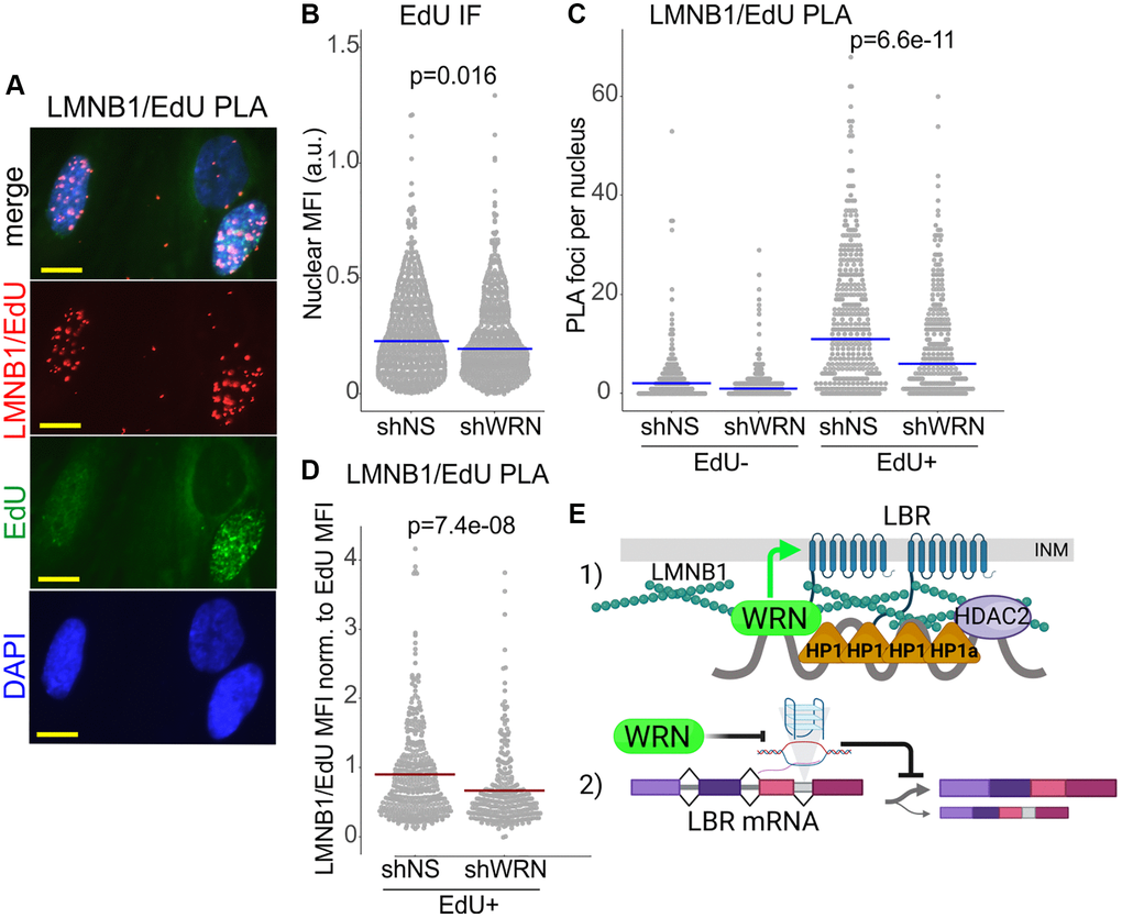 Lamin B1 association with replicating DNA is reduced in WRN-deficient cells. (A) An example of a PLA analysis detecting Lamin B1 association with nascent DNA in situ, demonstrating specificity of the PLA signal to EdU+ positive cells. WI38hTERT cells (expressing non-targeting shRNA) pulse-labeled with 20 µM EdU for 10 min and collected after a 10 min chase. EdU was clicked to a mixture of biotin-azide and Alexa488-azide at a molar ratio of 50:1. PLA was performed with antibodies against Lamin B1 and biotin. Scale bar, 10 µm. (B) Quantitation of EdU incorporation in WI38hTERT expressing the indicated shRNAs. (C) Quantitation of LMNB1/EdU PLA in the same experiment as in (B). The datasets were subsetted into EdU- and EdU+ groups by applying a fixed cut-off EdU MFI value (e.g., 0.02 in (B)), below which cells were deemed EdU-. Lamin B1/EdU PLA foci counts were then plotted separately for EdU- and EdU+ subsets. (D) For each cell in EdU+ subpopulations, Lamin B1/EdU PLA foci counts were normalized to EdU MFI values and plotted. This normalization compensates for a somewhat lower level of EdU incorporation typically seen in WRN-depleted cells compared to the control (B). P-values were calculated in Wilcoxon tests. Blue crossbars are medians and red crossbars are means. The results of (B–D) represent two independent experiments, one of which included biological triplicates. (E) A model of WRN roles in CH maintenance. (1) WRN is proximal to HDAC2 via HP1α in the context of Lamin B1/LBR-tethered CH assemblies at the inner nuclear membrane (INM). Reduction of LBR and Lamin B1 in the absence of WRN partially disrupts these assemblies. WRN supports LBR enrichment within the nucleus (green arrow). Possible mechanisms include action on regulators of LBR localization or on nuclear pore complexes. (2) WRN prevents accumulation of R-loops and/or G-quadruplexes in the introns of the LBR gene using its canonical enzymatic activities. Suppression of R-loops and/or G-quadruplexes may promote proper splicing of the LBR transcript.