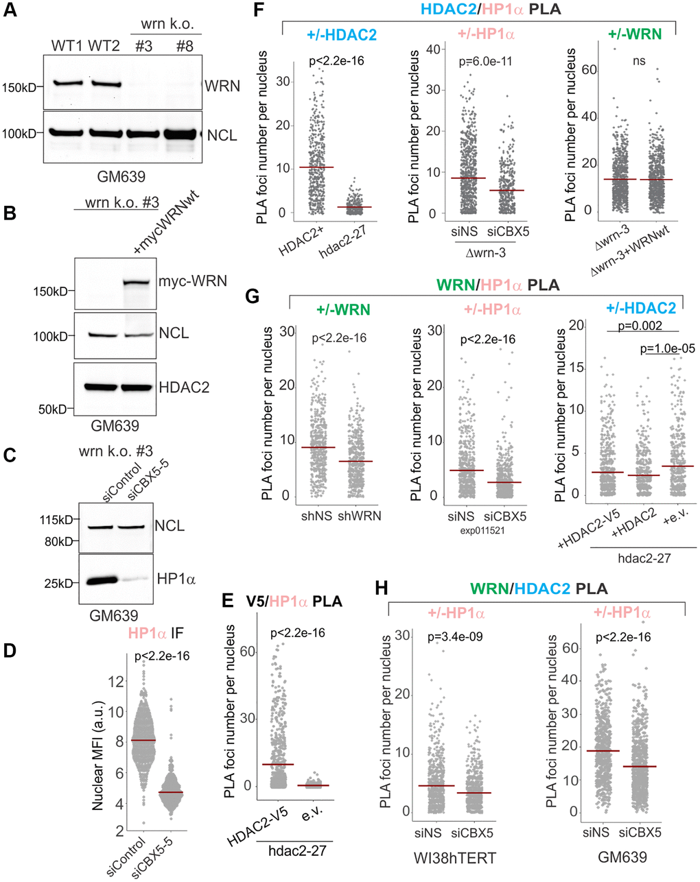 WRN and HDAC2 proximity is facilitated by HP1α. (A) Clonal isolates of CRISPR/Cas9 knockouts of WRN were generated in the GM639 background. WT1 and WT2 are isogenic WRN wild type controls. WT1 (GM639-Cas9-EV [26]), parent cell line is a GM639 derivative with Cas9 and an empty vector instead of a dgRNA expressing construct. WT2 is one of WRN wild type isolates derived from subcloning of WRN dgRNA-transfected GM639-Cas9 cells. (B) Western blot analysis of the WRN k.o. #3 cell line (hereafter called Δwrn-3) stably transfected with pLX209-neo-WRN expressing 5xmyc-WRN. (C) Δwrn-3 was transfected with non-targeting (siControl) and the HP1α gene-targeting (CBX5-5) siRNAs and analyzed by Western blotting at 36 hrs post-transfection. (D) WI38hTERT expressing non-targeting shNS were transfected with non-targeting and HP1α-targeting (CBX5-5) siRNAs and analyzed by IF in situ with HP1α antibody at 36 hrs post-transfection. (E) Quantitation of V5/HDAC2 PLA performed in hdac2-27 cells stably transfected with HDAC2-V5 transgene or with empty vector (e.v., no tag). Note that not all transfected cells express HDAC2-V5, thus cells with no PLA signal are expected in the hdac2-27/HDAC2-V5 population. (F) Quantitations of HDAC2/HP1α PLA performed in Δwrn-3 and hdac2-27 (left panel), in Δwrn-3 transfected with non-targeting or CBX5-5 siRNAs (center panel), or in Δwrn-3 with or without expression of the WRN transgene (right panel). The graph represents two independent experiments. (G) Quantitations of WRN/HP1α PLA performed in WI38hTERT expressing non-targeting shRNA or shRNA against WRN (left panel), in WI38hTERT expressing non-targeting shRNA and also transfected with siRNA against HP1α or a non-targeting control (center panel, the experiment was done at 36 hrs post-transfection); and in hdac2-27 stably expressing the indicated transgenes or an empty vector (right panel, the graph represents three independent experiments). (H) Quantitations of WRN/HDAC2 PLA performed in WI38hTERT with siRNA against HP1α or a non-targeting control (left panel) and in WT1 (GM639-Cas9-EV) transfected with the same siRNAs (right panel). Crossbars in graphs are distribution means.