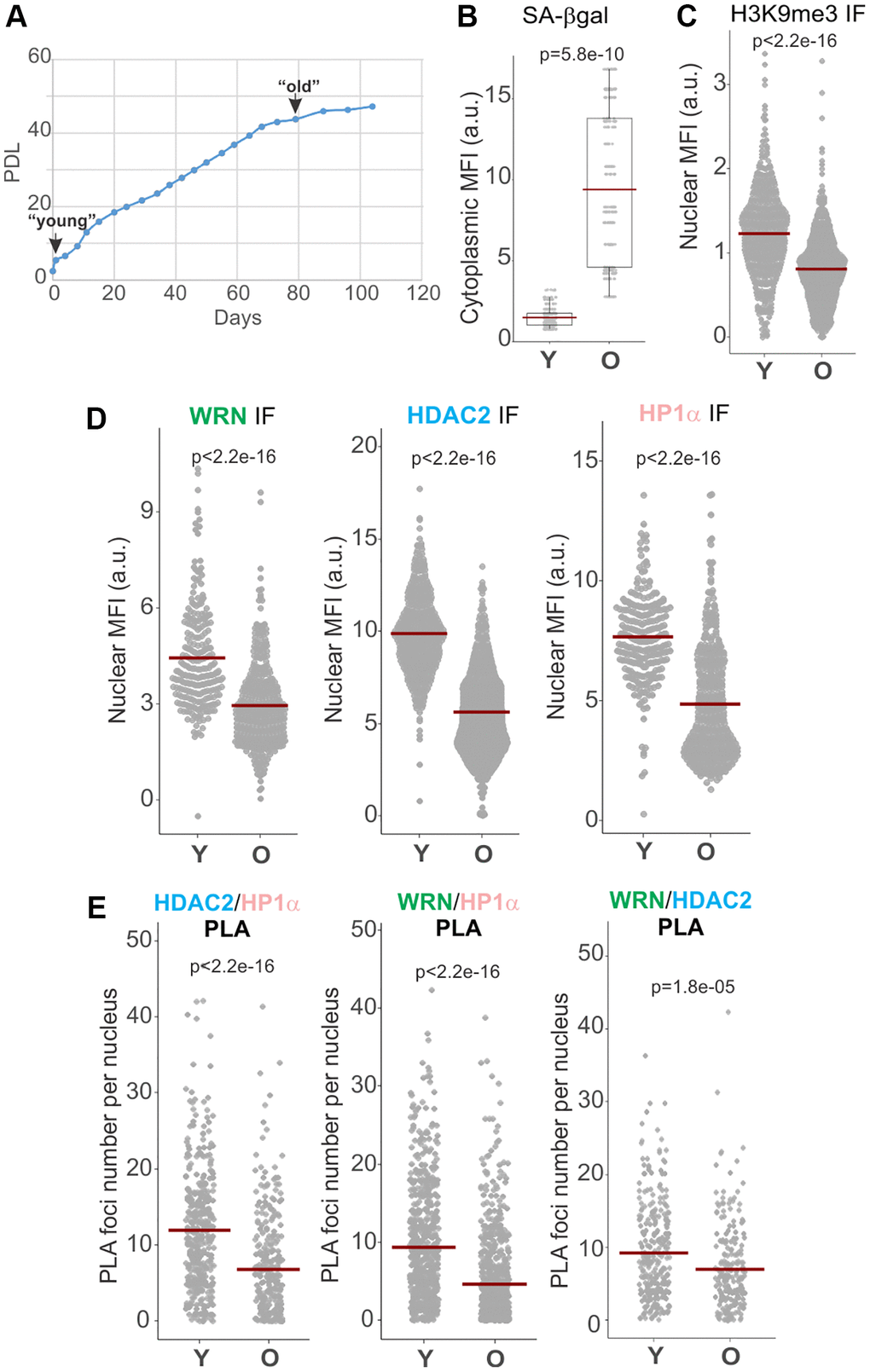 WRN, HDAC2, and HP1α associations are reduced in replicatively senescing cells. (A) Normal human dermal fibroblasts were passaged to derive early and late passage cultures, which were cryopreserved and subsequently used in the same experiment. (B) SA β-gal levels in young (Y) and old (O) fibroblasts were quantified via fluorescent detection and microscopy. Cytoplasmic MFI was measured per digital image, normalized to the number of cells in each image determined by DAPI counterstaining, and plotted. (C, D) Quantitation of H3K9me3, WRN, HDAC2, and HP1α MFIs in young vs. old fibroblasts determined by IF in situ. (E) Quantitations of HDAC2/HP1α, WRN/HP1α, and WRN/HDAC2 PLA signals in young vs. old fibroblasts. Graphs in C, D, and E represent two independent experiments each. Crossbars in graphs are distribution means.