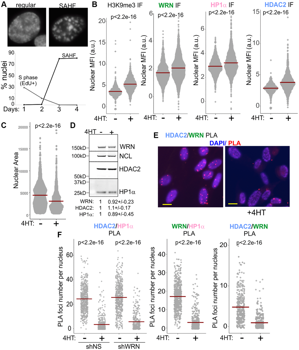 WRN, HDAC2, and HP1α associations are reduced in RAF oncogene-induced senescence. (A) 4HT-inducible expression of RAF oncogene in WI38hTERT leads to cessation of proliferation and onset of senescence marked by the formation of SAHF after three days. (B) Quantitations of H3K9me3 (left panel, three independent experiments), and WRN, HP1α, and HDAC2 (center and right panels, two independent experiments each) nuclear levels in WI38hTERT after 4 days in 4HT compared to the contemporaneous control without 4HT, determined by IF in situ. (C) Quantitations of nuclear area (in pixels) of WI38hTERT treated with 4HT as in (B). The graph represents three independent experiments. (D) Total levels of the WRN, HP1α, and HDAC2 proteins in WI38hTERT under the same conditions, determined by Western blotting. Quantitations below the image average three independent experiments. The values were normalized to NCL as loading control and shown relative to no-4HT conditions. (E) An example of HDAC2/WRN PLA data in WI38hTERT with and without 4HT. Scale, 10 µm. (F) Quantitations of HDAC2/HP1α, WRN/HP1α, and HDAC2/WRN PLA in WI38hTERT after 4 days in 4HT compared to the contemporaneous no-4HT control. The left and center panels represent two independent experiments each, and the right panel represents two biological replicas. Crossbars in graphs are distribution means.