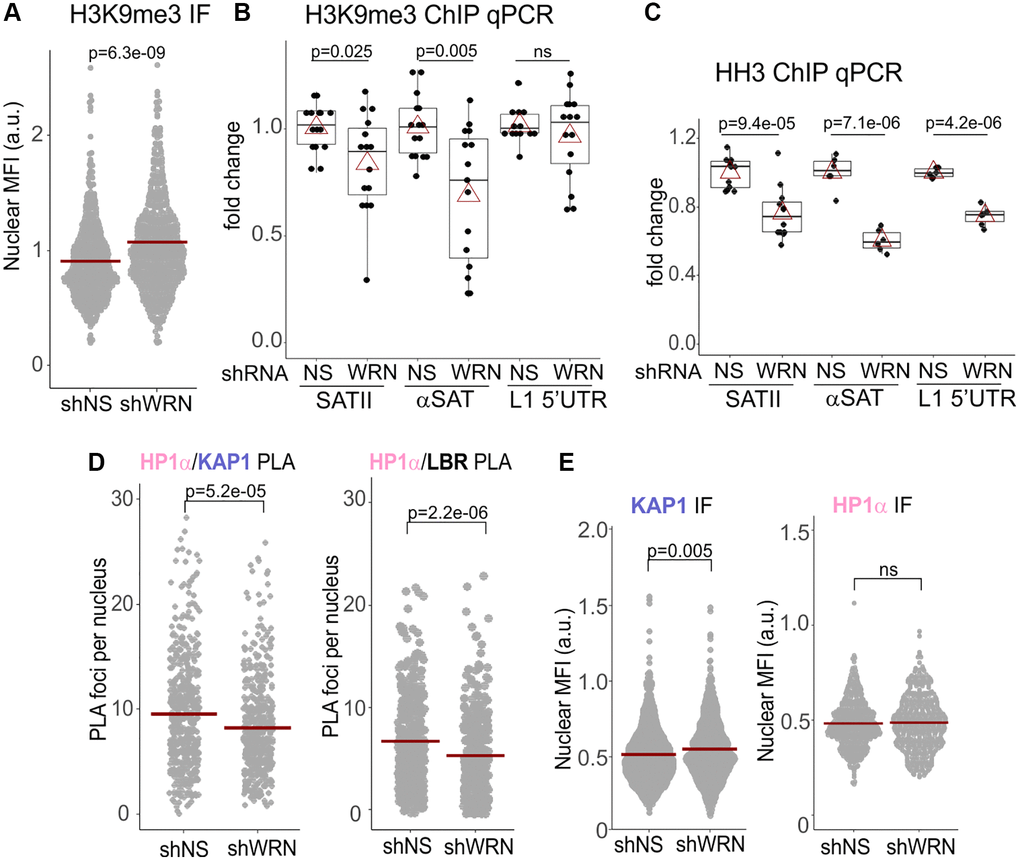 H3K9me3 heterochromatic mark is reduced on satellite tandem repeats in WRN-depleted cells. (A) Quantitation of IF in situ for H3K9me3 levels in WI38hTERT expressing shRNA against WRN or non-specific control (NS). Crossbars are distribution means. The graph represents three independent experiments. (B) ChIP qPCR analyses of H3K9me3 levels on the indicated genomic loci, performed in the same cells as in (A). The graph summarizes results of five independent experiments with technical triplicates. (C) ChIP qPCR analyses of histone H3 levels on the indicated genomic loci, performed in the same cells as in (A). The graph summarizes results of three independent experiments with technical triplicates. In (B-C), red triangles are means, and boxplots mark first and fourth quartiles and the distributions’ medians. (D) Quantitations of the indicated PLA in situ analyses in WI38hTERT cells expressing shRNA against WRN or control shRNA. Graphs represent two (HP1α/KAP1) and four (HP1α/LBR) independent experiments each. (E) Quantitations of the indicated IF in situ analyses performed on the same cells as in (D). Graphs represent two (KAP1), and three (HP1α) independent experiments each.