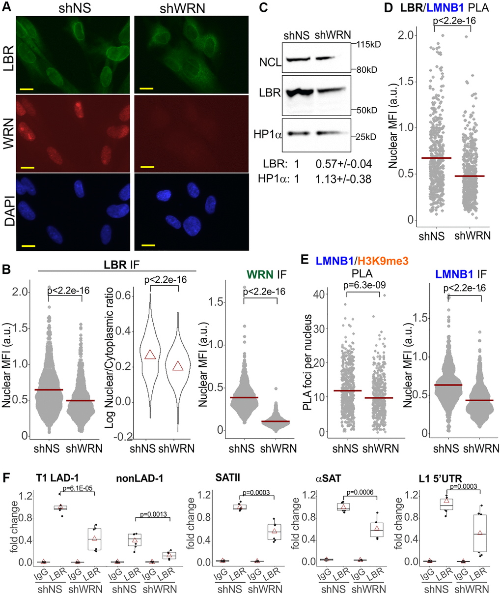 Reduction of Lamin B1, LBR-associated interactions in WRN-depleted cells. (A) An example of LBR and WRN IF in situ in WI38hTERT cells expressing the indicated shRNAs. Scale, 10 µm. (B) Quantitations of the indicated IF in situ analyses in the same WI38hTERT cells as in (A). Left panel, mean nuclear levels of LBR (per cell) background-corrected by the means of the entire fluorescent signal outside the nuclei (per image). Right panel, ratios of mean nuclear to mean cytoplasmic LBR IF signals per cell. Note the log scale. Red triangles are distribution means. The graphs represent four (LBR, left panel), two (LBR, right panel) and over five (WRN) independent experiments each. (C) A Western blot of WI38hTERT expressing the indicated shRNAs and probed with antibodies against NCL (internal control), LBR, and HP1α. Quantitations below the image average two independent experiments. The values were normalized to NCL and shown relative to shNS control. (D, E) Quantitations of the indicated PLA or IF in situ analyses in the same WI38hTERT cells as above. The panels represent two (LBR/Lamin B1), three (Lamin B1/H3K9me3), and three (Lamin B1) independent experiments each. Nuclear MFI values were used instead of PLA foci numbers in cases where the latter numbers were too high to robustly count individual foci. (F) ChIP qPCR analyses of LBR levels on the indicated genomic loci performed in the same cells as elsewhere in the figure. The graphs summarize results of two independent experiments.