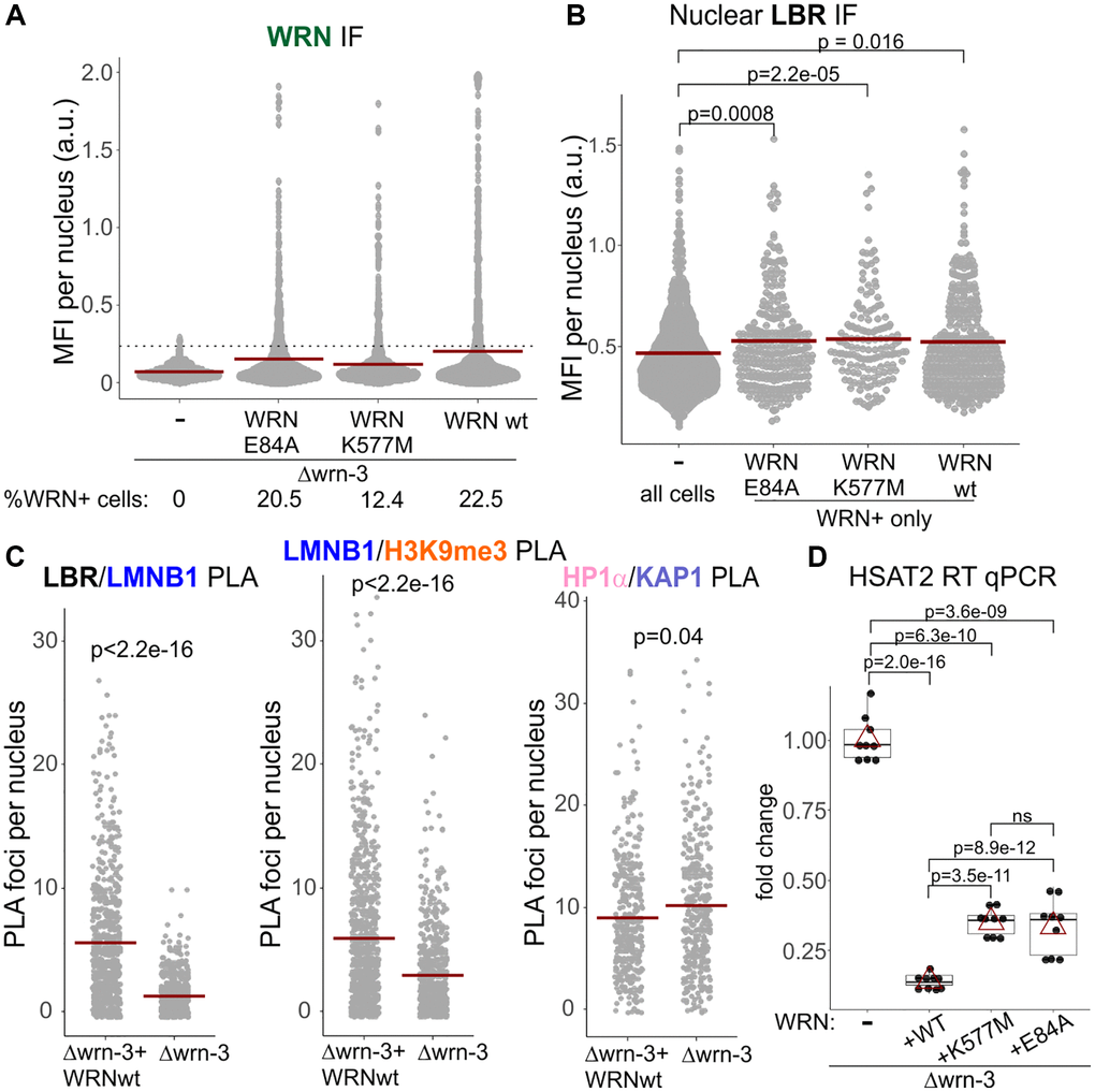 Catalytically inactive WRN mutants restore nuclear LBR levels and SATII silencing in wrn null cells. (A) Stable expression of the wild type, exonuclease-dead (E84A), or helicase-dead (K577M) WRN in Δwrn-3 cells was measured by IF in situ with an antibody against WRN. A dotted line marks the cutoff MFI below which cells were considered negative for WRN expression. (B) Nuclear levels of LBR were measured by IF in situ in the same cells as in (A). For WRN-complemented cells, only WRN-positive cells measuring above the cutoff line in (A) for WRN expression were plotted. The graph represents three independent experiments for the wild type and E84A WRN and two independent experiments for the K577M WRN. (C) Quantitations of the indicated PLA analyses performed in the Δwrn-3 GM639 with or without expression of the wild type WRN transgene. Crossbars in graphs are distribution means. (D) RT-qPCR analyses of SATII satellite repeat transcription performed on Δwrn-3 cells with and without complementation by the wild type or mutant WRN genes. The graph summarizes three independent experiments with technical triplicates. Red triangles are means, and boxplots mark first and fourth quartiles and the distributions’ medians.