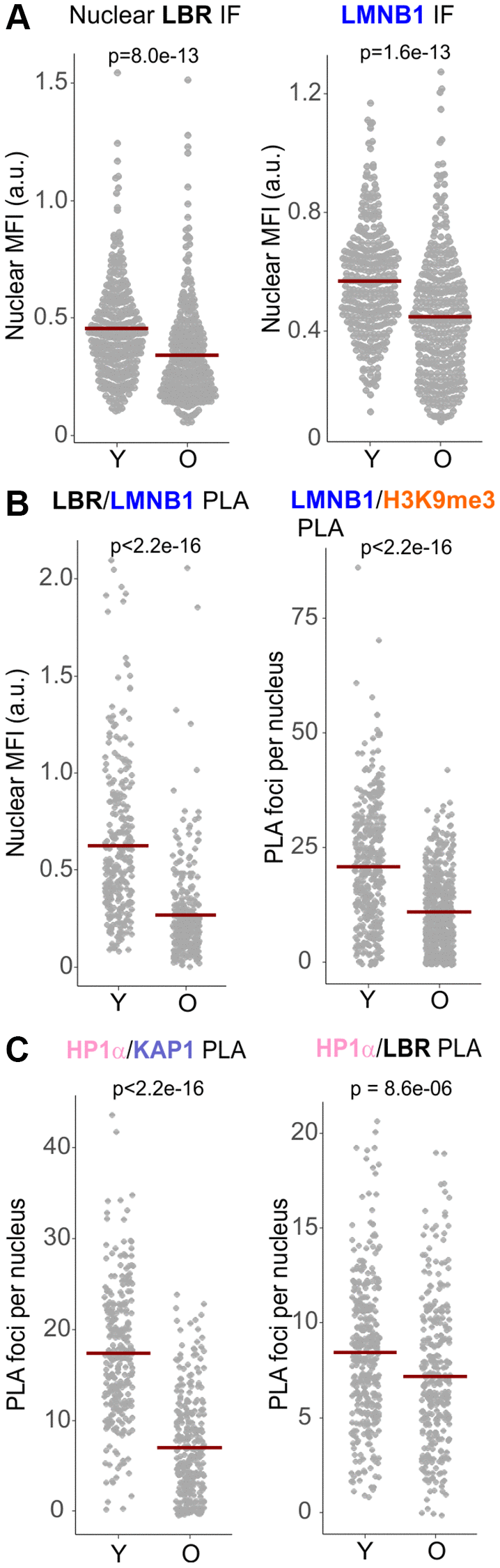 Replicatively senescing cells reduce the levels of LBR, Lamin B1, and the associated protein complexes. (A) Quantitations of IF in situ analyses of the levels of LBR and Lamin B1 in the nuclei of early (young, Y) and late passage (old, O) normal human dermal fibroblasts. (B, C) Quantitations of the indicated PLA analyses in the same cells as in (A). All panels represent two independent experiments. Crossbars in graphs are distribution means.