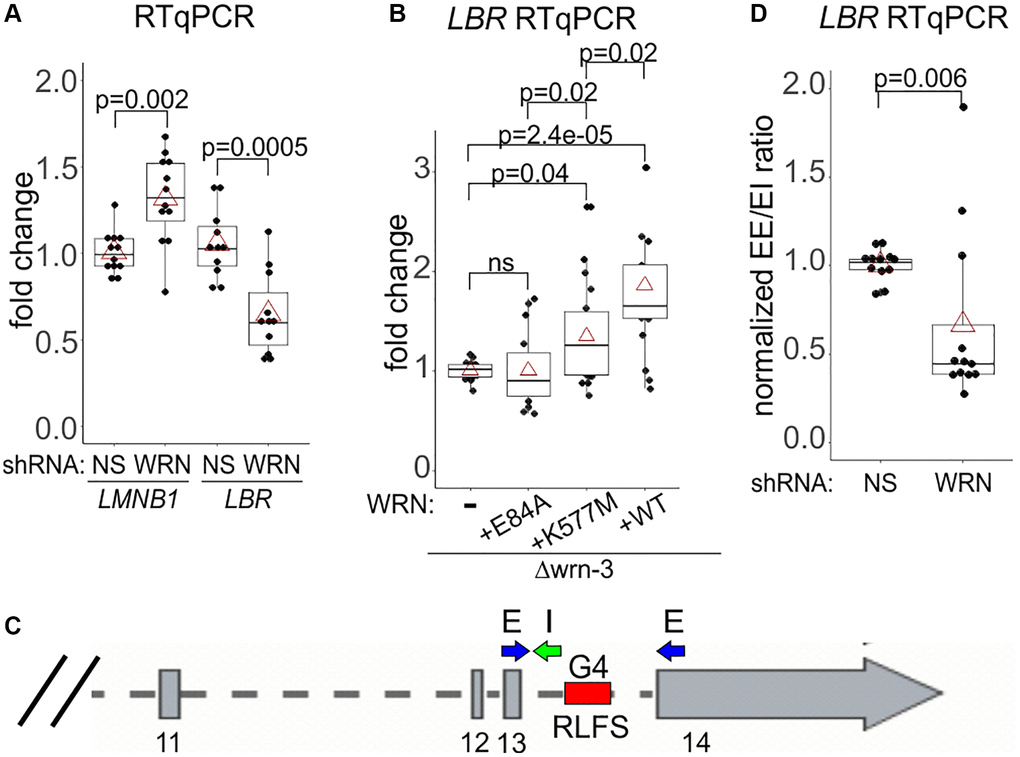 WRN facilitates transcription of the LBR gene. (A, B) RT-qPCR measurements of LMNB1 and LBR gene transcripts in the WI38hTERT expressing the indicated shRNAs (A) or in Δwrn-3 cells with or without WRN complementation (B). (C) A schematic of the 3’ end of the LBR gene with locations of the qPCR primers and an intronic R-loop forming site (RLFS). Exon numbers are below the gene. (D) RT-qPCR measurements of a ratio between the spliced LBR mRNA (EE, no intron 13) and the mRNA containing intron 13 (EI). The data are from WI38hTERT expressing the indicated shRNAs. Graphs in A, B, and D summarize three independent experiments each, with technical triplicates.