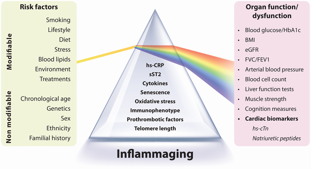 Integration of inflammaging biomarkers with organ function markers. This figure illustrates the interplay between biomarkers of inflammaging and markers of organ function. Inflammaging is characterized by chronic, low-grade inflammation and can be assessed using markers such as high-sensitivity C-reactive protein (hs-CRP), cytokines, cellular senescence indicators, oxidative stress, and immune profiles. Both modifiable (e.g., lifestyle, diet, smoking) and non-modifiable (e.g., genetics, sex, age) factors influence inflammaging, which contributes to age-related organ decline. Organ function is evaluated using biomarkers such as blood glucose, BMI, kidney function (eGFR), lung function (FVC/FEV1), and arterial blood pressure. The inclusion of cardiac biomarkers such as high-sensitivity cardiac troponin (hs-cTn) and natriuretic peptides (BNP, NT-proBNP) is crucial for assessing cardiovascular risk and dysfunction. These markers act as early indicators of subclinical cardiac damage and predictors of future cardiovascular events. Incorporating these cardiac biomarkers into preventive care enhances risk stratification and informs therapeutic strategies to address residual inflammatory risk, a key factor in cardiovascular disease.