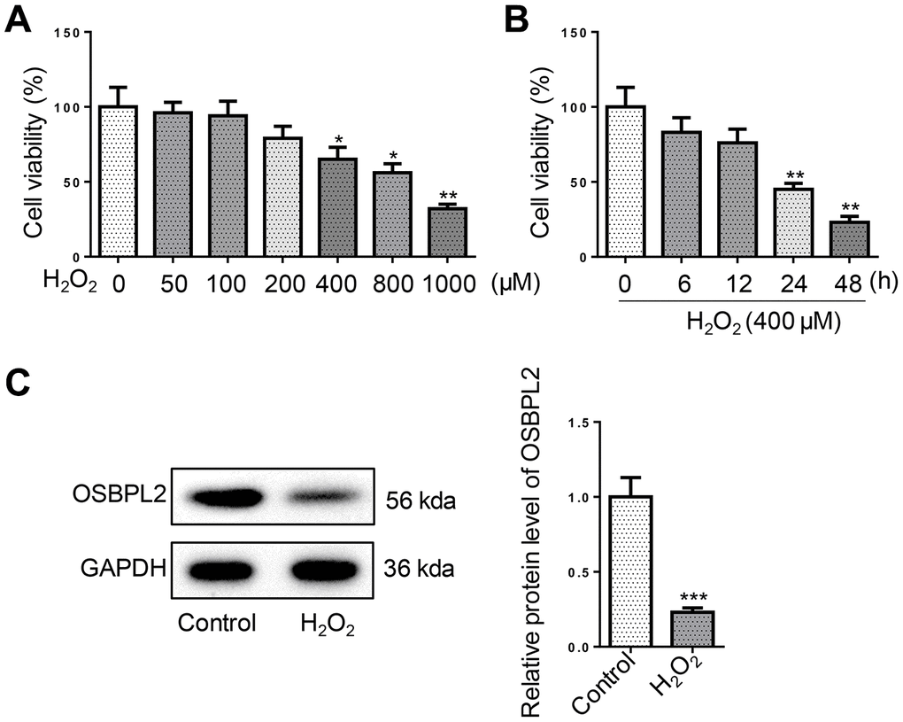 OSBPL2 is associated with H2O2-induced cytotoxic effects on HEI-OC1 cells. (A) HEI-OC1 cells were exposed to H2O2 for 1 h at designated concentrations (50, 100, 200, 400, 800, and 1000 μM). The viability of HEI-OC1 cells was measured by CCK-8 assay. (B) The viability of HEI-OC1 cells was measured by CCK-8 assay at the indicated time after H2O2 (400 μM) treatment. (C) OSBPL2 protein expression levels in HEI-OC1 cells from Control and H2O2 groups. All in vitro experiments were performed in triplicate (n = 3). *P