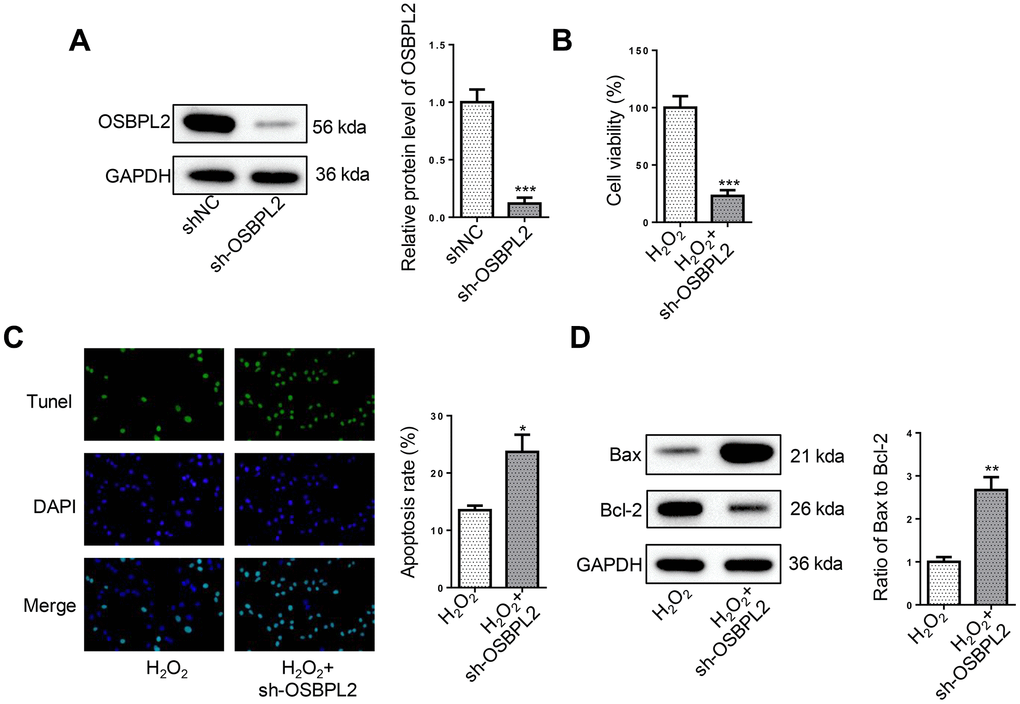 OSBPL2 absence induces apoptosis in H2O2-treated HEI-OC1 cells. (A) OSBPL2 protein levels in HEI-OC1 cells transfected with shNC and sh-OSBPL2. (B) CCK-8 assay for the viability of HEI-OC1 cells from H2O2 and H2O2+sh-OSBPL2 groups. (C) TUNEL assay for the apoptosis of HEI-OC1 cells from each group. (D) Bax and Bcl-2 protein levels in HEI-OC1 cells from each group. All in vitro experiments were performed in triplicate (n = 3). * P