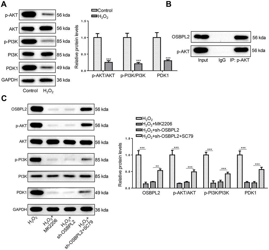 OSBPL2 deletion inactivates AKT signaling pathway. (A) The levels of AKT-related proteins (p-AKT, AKT, p-PI3K, PI3K, and PDK1) in HEI-OC1 cells from Control and H2O2 groups. (B) Co-IP assay for OSBPL2 and p-AKT in HEI-OC1 cells. (C) The levels of OSBPL2 and AKT-related proteins in HEI-OC1 cells from H2O2, H2O2+MK2206, H2O2+sh-OSBPL2, and H2O2+sh-OSBPL2+SC79 groups. All in vitro experiments were performed in triplicate (n = 3). * P