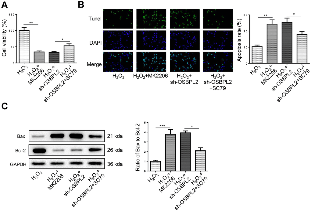 OSBPL2 inhibition causes HEI-OC1 cell apoptosis by inhibiting AKT activation. (A) The cell viability of HEI-OC1 cells from H2O2, H2O2+MK2206, H2O2+sh-OSBPL2, and H2O2+sh-OSBPL2+SC79 groups. (B) The cell apoptosis of HEI-OC1 cells from each group. (C) Bax and Bcl-2 protein levels in HEI-OC1 cells from each group. All in vitro experiments were performed in triplicate (n = 3). * P