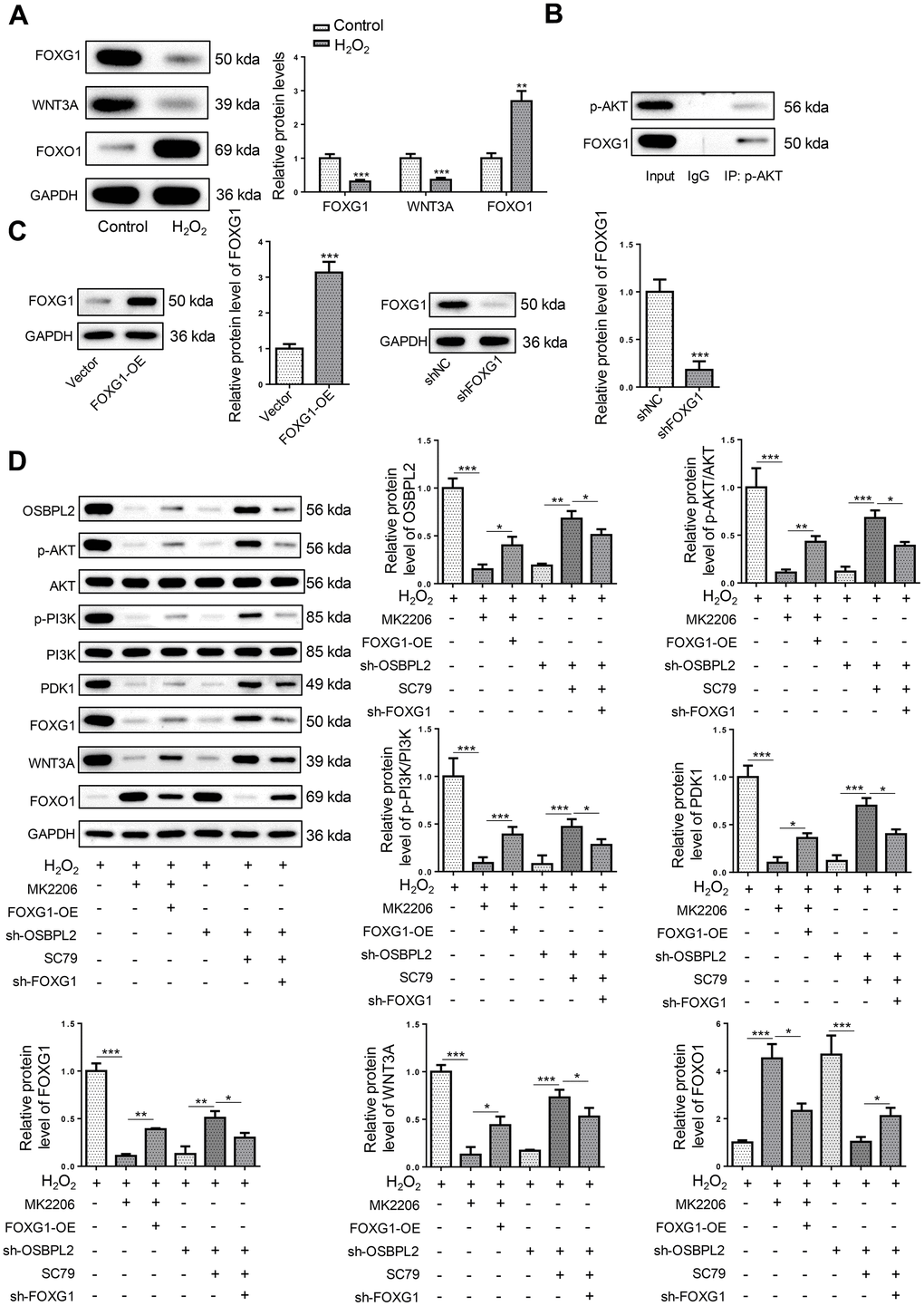 OSBPL2 deficiency inhibits the FOXG1 signaling pathway in H2O2-treated HEI-OC1 cells via AKT inactivation. (A) The levels of FOXG1-related proteins (FOXG1, WNT3A, and FOXO1) in HEI-OC1 cells from Control and H2O2 groups. (B) Co-IP assay for p-AKT and FOXG1 in HEI-OC1 cells. (C) FOXG1 protein level in HEI-OC1 cells transfected with Vector, FOXG1-OE, shNC or sh-FOXG1. (D) The levels of OSBPL2 and AKT/FOXG1-related proteins in H2O2, H2O2+MK2206, H2O2+MK2206+FOXG1-OE, H2O2+sh-OSBPL2, H2O2+sh-OSBPL2+SC79, and H2O2+sh-OSBPL2+SC79+sh-FOXG1 groups. All in vitro experiments were performed in triplicate (n = 3). * P