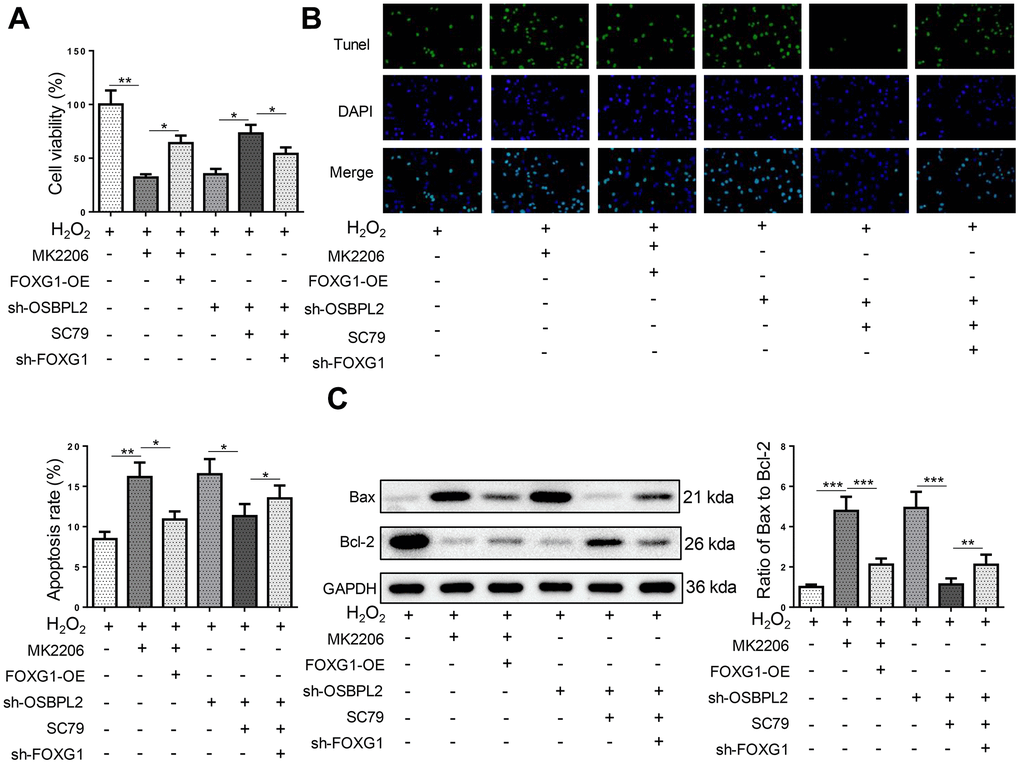 OSBPL2 deletion promotes H2O2-induced HEI-OC1 cell apoptosis by downregulating FOXG1 expression. (A) The cell viability of HEI-OC1 cells from H2O2, H2O2+MK2206, H2O2+MK2206+FOXG1-OE, H2O2+sh-OSBPL2, H2O2+sh-OSBPL2+SC79, and H2O2+sh-OSBPL2+SC79+sh-FOXG1 groups. (B) The cell apoptosis of HEI-OC1 cells from each group. (C) Bax and Bcl-2 protein levels in HEI-OC1 cells from each group. All in vitro experiments were performed in triplicate (n = 3). * P