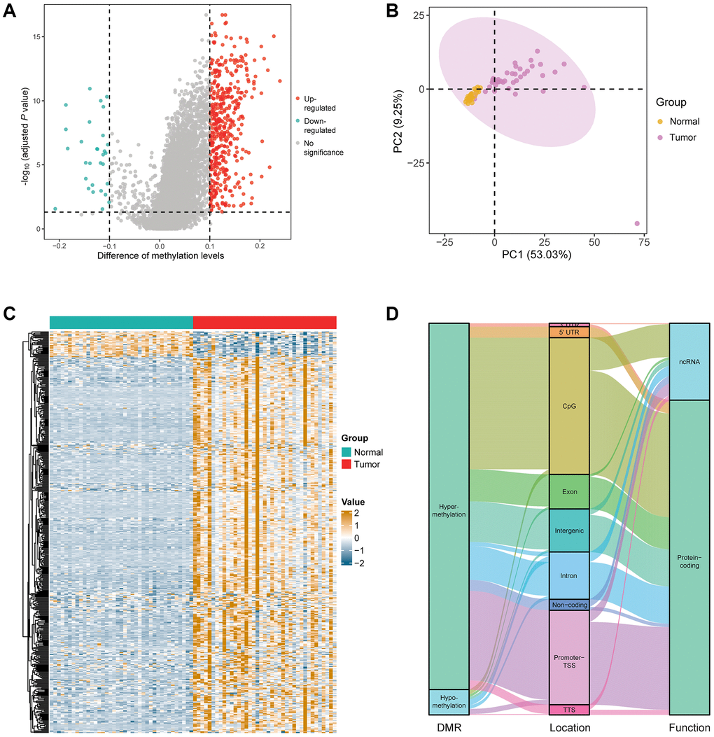 Identification of DMRs in the patients with early stage LUAD. (A) Difference analysis yielded a total of 468 DMRs, including 438 hypermethylated regions and 30 hypomethylated regions in the marker discovery cohort (LUAD: n = 39; normal: n = 39). (B) Principal component analysis between LUAD and normal lung samples based on the methylation value of 468 DMRs. (C) Heatmap of the 468 DMRs in the marker discovery cohort. (D) Annotation information of the 468 DMRs, including location and the function of corresponding genes.