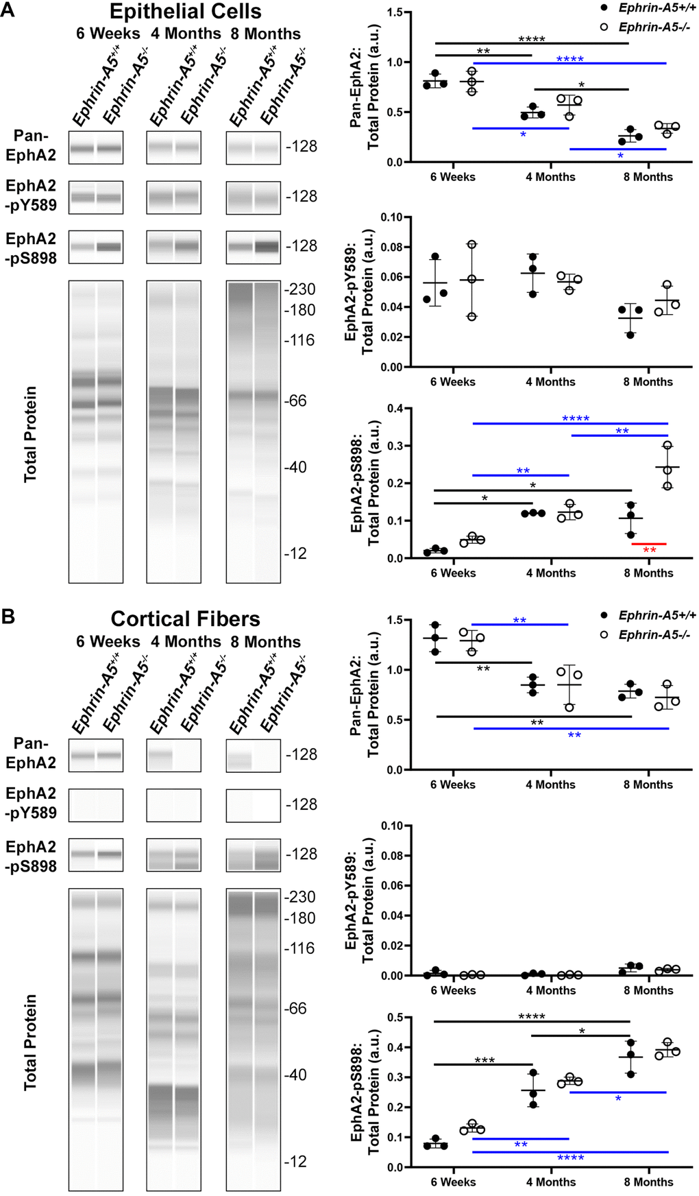 JESS capillary-based Westerns demonstrate canonical EphA2-pY589 activation is restricted to the lens epithelial cells while non-canonical EphA2-pS898 phosphorylation is present in epithelial cells and cortical fibers of 6-week-old, 4-month-old, and 8-month-old ephrin-A5+/+ and ephrin-A5-/- mice. Representative gel bands for pan-EphA2 (~128kDa), EphA2-pY589 (~128kDa), EphA2-pS898 (~128kDa), and total protein profiles (12-230kDa) in lens epithelial (A) and cortical fiber cell fractions (B) are shown. The dot plots display the average and standard deviation of amounts for proteins of interest normalized to the amount of total protein in each sample. Black horizontal lines mark changes between ephrin-A5+/+ samples at different ages, and blue horizontal lines mark changes between ephrin-A5-/- samples at different ages. Red horizontal line marks changes between ephrin-A5+/+ and ephrin-A5-/- samples. *, PP P P A) In epithelial cells, the amount of pan-EphA2 protein decreases with age, and the levels are comparable between ephrin-A5+/+ and ephrin-A5-/- samples. Canonically active EphA2-pY589 protein is detected in all samples, and there is no change with age or genotype. Unexpectedly, non-canonically active EphA2-pS898 protein is detected in both ephrin-A5+/+ and ephrin-A5-/- samples. In ephrin-A5+/+ epithelial cells, there is increase in EphA2-pS898 levels between 6-week-old and 4-month-old or 8-month-old samples, and there is no change between 4-month-old and 8-month-old control samples. In ephrin-A5-/- epithelial cells, there is continuous increase of EphA2-pS898 levels with age, and there is a significant increase in EphA2-pS898 level in 8-month-old ephrin-A5-/- samples compared to that in control samples. (B) In cortical fiber cells, pan-EphA2 levels decrease between 6-week-old and 4-month-old or 8-month-old samples, and there is no change between 4-month-old and 8-month-old control samples. There are no differences in pan-EphA2 levels between ephrin-A5+/+ and ephrin-A5-/- samples. Canonically active EphA2-pY589 protein was not detected in cortical fiber cells. Non-canonically active EphA2-pS898 protein levels increase with age in ephrin-A5+/+ and ephrin-A5-/- samples. The levels of EphA2-pS898 proteins are not changed by the loss of ephrin-A5. The amount of pan-EphA2 decreased after 6-weeks but EphA2-pS898 amounts increased with age.