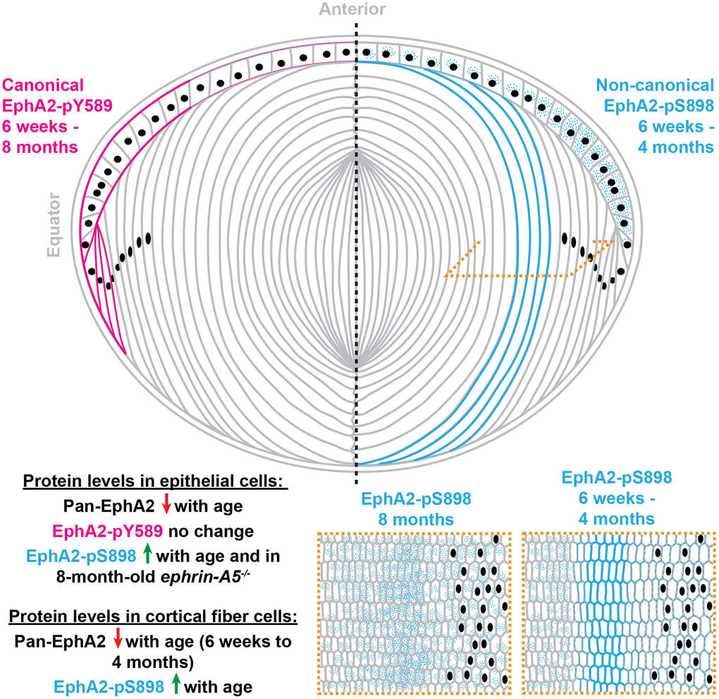 A summary of the localization and protein levels of canonically active EphA2-pY589 and non-canonically active EphA2-pS898 in control and ephrin-A5-/- lenses from 6-week-old, 4-month-old, and 8-month-old mice. Canonical ligand-mediated EphA2-pY589 is only found in lens epithelial cells, and protein levels do not change with age. Non-canonical ligand-independent activation of EphA2-pS898 is found in epithelial cells and mature fiber cells in the lens cortex. The levels of EphA2-pS898 increase with age, and in ephrin-A5-/- epithelial cells, there is an increase compared to the control in 8-month-old mice. Cartoon not drawn to scale. Modified from [38].