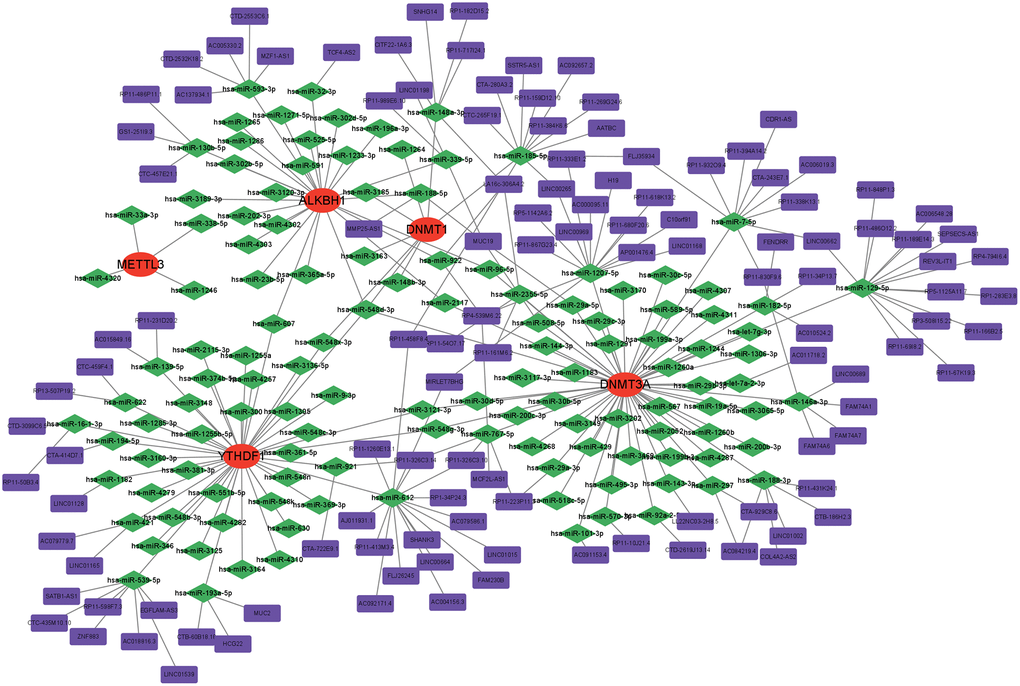 Construction of a network of ceRNA based on hub genes.