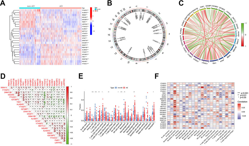 Differential analysis of three regulators of methylation modification in Alzheimer’s disease. (A) Heatmap illustrating the expression data of 24 regulators. (B) Chromosomal localization of 24 regulators. (C, D) Analysis of the correlation between the 24 differentially expressed regulatory factors, with red indicating positive association and green indicating negative association. The correlation coefficient is represented by the pie chart area. (E) Boxplots demonstrating variations in immune infiltration between AD and non-AD controls. *P P P F) Correlation analysis of 24 methylated differential genes with 22 immune cell types. *P 