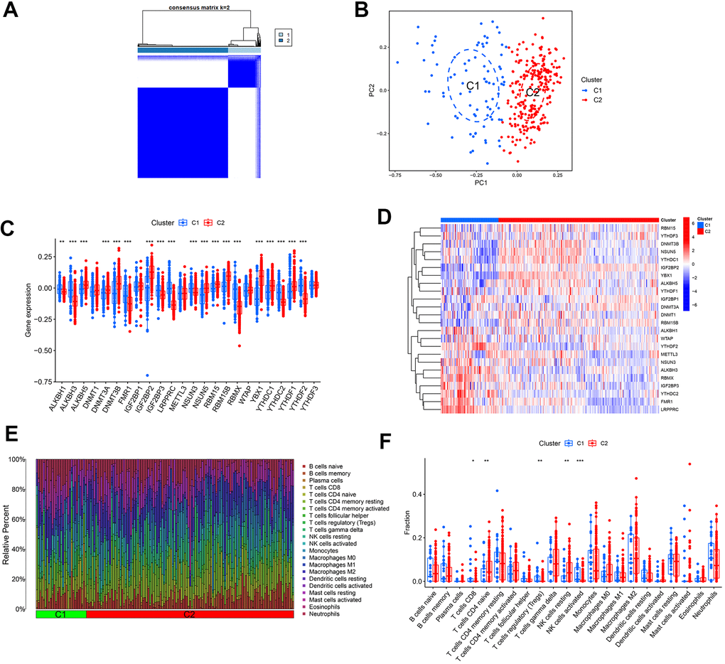 Determination of molecular clusters related to m1A, m5C, and m6A in AD. (A) Consensus clustering matrix when k = 2. (B) PCA analysis. (C) Boxplots illustrating the expression of 24 DEGs between two clusters. (D) Heatmap displaying a differential expression of 24 DEGs between the two clusters. (E) Relative percentages of 22 infiltrated immune cells between two clusters. *PPPF) Boxplots depicting variations in immune infiltration between two clusters. * P P P 