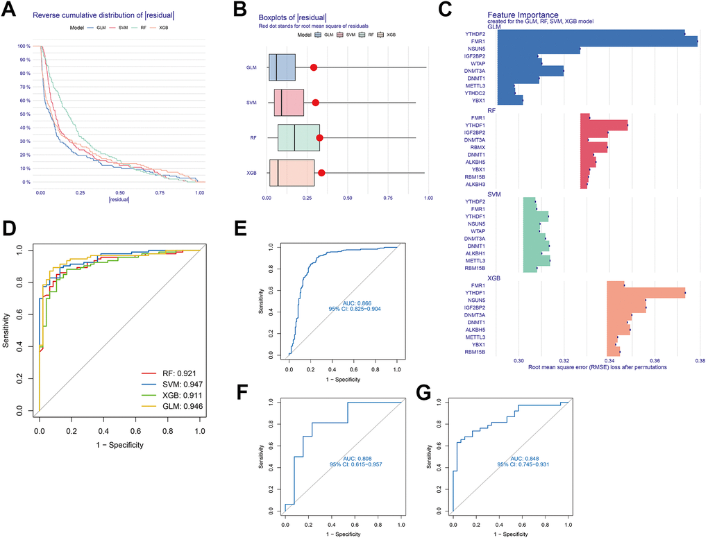 Development of a suitable diagnostic model through four machine learning and validation models. (A) Distribution of cumulative residuals for each machine learning model. (B) Boxplots illustrating the residuals of all machine learning models. (C) The salient characteristics of the RF, SVM, GLM, and XGB machine learning models. (D) Four machine learning models tested utilising a fivefold cross-validation procedure, with results examined utilising the ROC curve. (E) ROC analysis of the 5-gene-based SVM model in GSE33000 dataset. (F) ROC analysis of the 5-gene-based SVM model in GSE122063 dataset. (G) ROC analysis of the 5-gene-based SVM model in GSE44770 dataset.