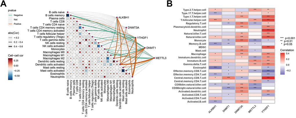 Correlation analysis between hub genes and immune characteristics. (A) Correlation between hub genes and immune cells shown by CIBERSORT analysis. (B) Association between hub genes and immune cells depicted by ssGSEA analysis. The colour spectrum, ranging from red to purple, illustrates the transition from positive to negative associations, respectively. A high number of asterisks and darker-coloured modules depict stronger associations. *P P P 