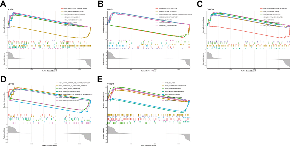 Single-gene GSEA-KEGG pathway analysis. (A) ALKBH1. (B) DNMT1. (C) DNMT3A. (D) METTL3. (E) YTHDF1.