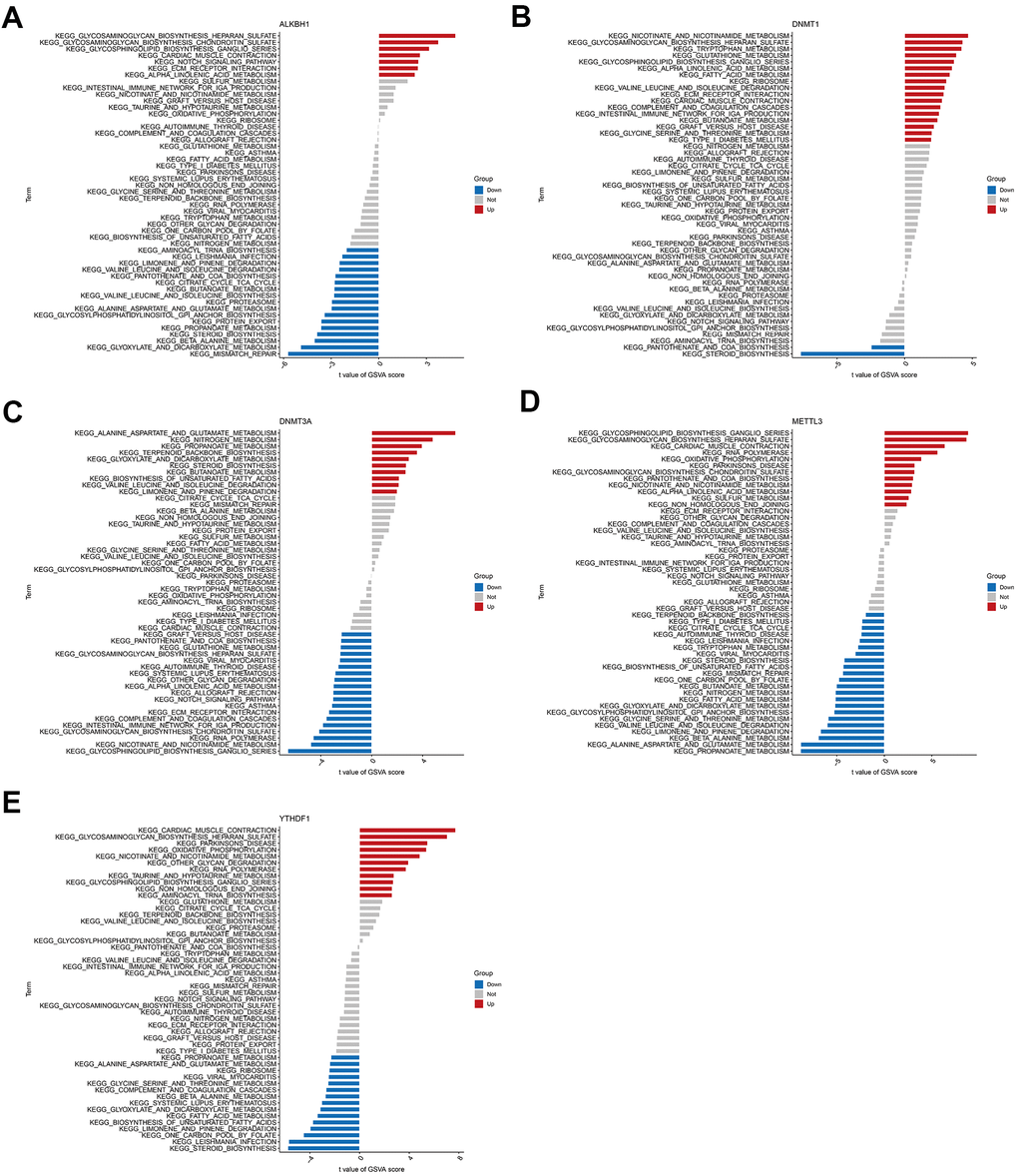 High and low expression groups per the expression levels of each marker gene combined with GSVA. (A) ALKBH1. (B) DNMT1. (C) DNMT3A. (D) METTL3. (E) YTHDF1.