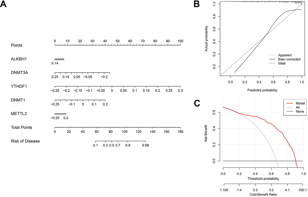 Validation of the five-gene based on the SVM model. (A) Development of a nomogram utilising the 5-gene based on the SVM model to predict the risk of AD patients. (B) Assessment of the prognostic efficacy of the nomogram model through a calibration curve. (C) Utilisation of discriminant analysis for evaluating the sensitivity of the nomogram to change.