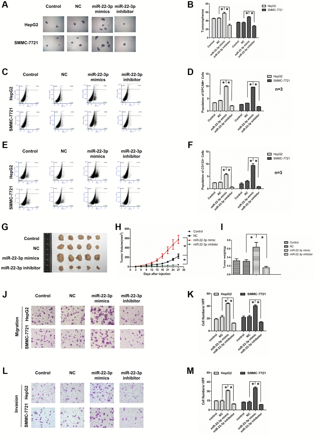 Effects of miR-22-3p on stemness and metastasis of HCC cells. (A) Tumorspheres formation ability of HCC cells in control, negative-control, miR-22-3p mimic and inhibitor groups. (B) The tumorspheres were quantified. *P C, D) Population of EPCAM- positive HCC cells in control, negative-control, miR-22-3p mimic and inhibitor groups. *P E, F) Population of CD133- positive HCC cells in control, negative-control, miR-22-3p mimic and inhibitor groups. *P G) The representative images of tumors taken from athymic mice inoculated with SMMC-7721 cells in control, negative-control, miR-22-3p mimic and inhibitor groups are shown. (H) The growth of tumor was calculated. Each group consisted of five mice. *P I) The tumor weight was quantified. Each group consisted of five mice. *P J) Representative image showing the migration of HCC cells in control, negative-control, miR-22-3p mimic and inhibitor groups. (K) The migrated cells were quantified. *P n = 3. (L) Representative image showing the invasion of HCC cells in control, negative-control, miR-22-3p mimic and inhibitor groups. (M) The invaded cells were quantified. *P n = 3.