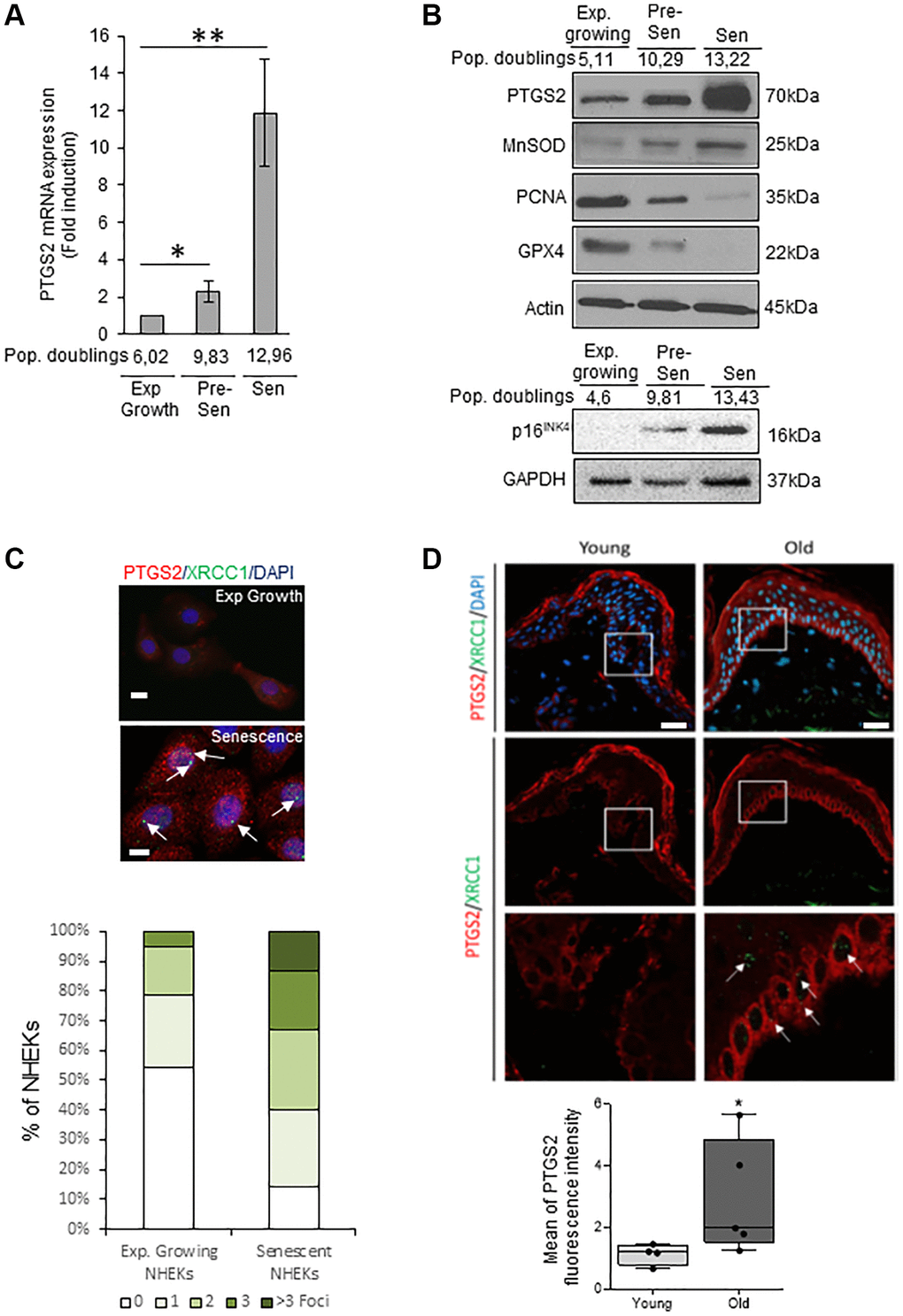 PTGS2 is up-regulated during NHEK in vitro senescence and skin aging. (A) The mRNA levels of PTGS2 were measured by RT-qPCR in extracts from exponentially growing, pre-senescent and senescent NHEKs (donor 4F0315). PTGS2 levels were normalized to EAR levels. The bars represent the mean ±SD (p **p B) PTGS2, MnSOD, PCNA, and GPX4 protein levels were evaluated by Western Blot in extracts from exponentially growing, pre-senescent and senescent NHEKs (upper panel: donor 4F0315; lower panel: donor K40FH1). The gel was equicharged with extracts from an equal number of cells. The equicharge was verified a posteriori by detecting the levels of actin and GAPDH. (C) Exponentially growing and senescent NHEKs (donor K3MC1) were fixed and processed for immunofluorescence detection of endogenous proteins PTGS2 (red) and XRCC1 (green). Cell nuclei were detected by DAPI staining (blue). Upper panel: Representative confocal photomicrographs of PTGS2 inmmunostaining and XRCC1 foci (white arrows). Bars represent 20 µm. Lower panel: XRCC1 foci were quantified. Measures were done in five independent microscopic fields for a total of at least 100 cells for each condition. The histogram represents the average ± S.D. of five counts. Results are representative of at least two independent experiments. (D) Immunofluorescence detection of PTGS2 (red) performed in sections of skin samples from human young (n = 4) and old (n = 5) healthy subjects (see Material and Method) (*p blue). Upper panel: representative confocal microscopy images for epidermis and dermis of a young (37 years old) and an elderly donor (85 years old). The squares delimit the below images at higher magnification. Bars represent 40 µm. Lower panel: scatter dot plots indicating the mean fluorescence intensity in cells of the basal layer. A minimum of 25 cells per sample were selected individually in order to obtain a mean fluorescence for each donor. The horizontal black lines denote median values and the boxes the interquartile ranges (IQR). Vertical lines extend from max value (upper quartile + 1.5*IQR) to min value (lower quartile – 1.5*IQR).