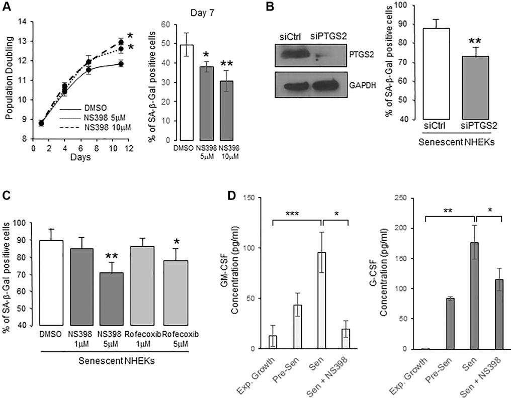 PTGS2 induces and maintains NHEK senescence. (A) NHEKs (donor 4F0315) were treated with NS398 at 5 or 10 µM or DMSO every 48 h. Left panel: During the treatment, cells were passaged when reaching 70% confluence, counted, and the number of population doublings was calculated (see Methods). The experiment was performed in triplicate, each point representing the mean of three counts. Significant differences between DMSO control and 5 or 10 µM NS398 treatment are indicated. Right panel: Senescent NHEKs were treated as in (A), then, a SA-β-Gal assay was performed seven days post-treatments. (B) Senescent NHEKs (donor K23FC1) were transfected with a pool of 4 siRNAs targeting PTGS2, or with non-target siRNAs. Left panel: Evaluation of the efficacy of the siRNAs by Western Blot. GAPDH was used as a loading control. Right panel: Four days after transfection, a SA-β-Gal assay was performed. The bars represent the mean ±SD of three counts of blue cells (**p C) Senescent NHEKs (donor K23FC1) were treated with NS398 or rofecoxib at the indicated concentrations for four days. Then, a SA-β-Gal assay was performed. The bars represent the mean ±SD of three counts of blue cells (*p **p D) ELISA assays for measuring the amounts of GM-CSF and G-CSF in the conditioned media (secreted) of exponentially growing, pre-senescent and senescent NHEKs (donor K40FH1) treated or not with NS398 (5 µM) for 16 hrs. Measures were performed in triplicate. The bars represent the mean ± SD of three counts. Significant differences are indicated with asterisks with *p **p ***p 