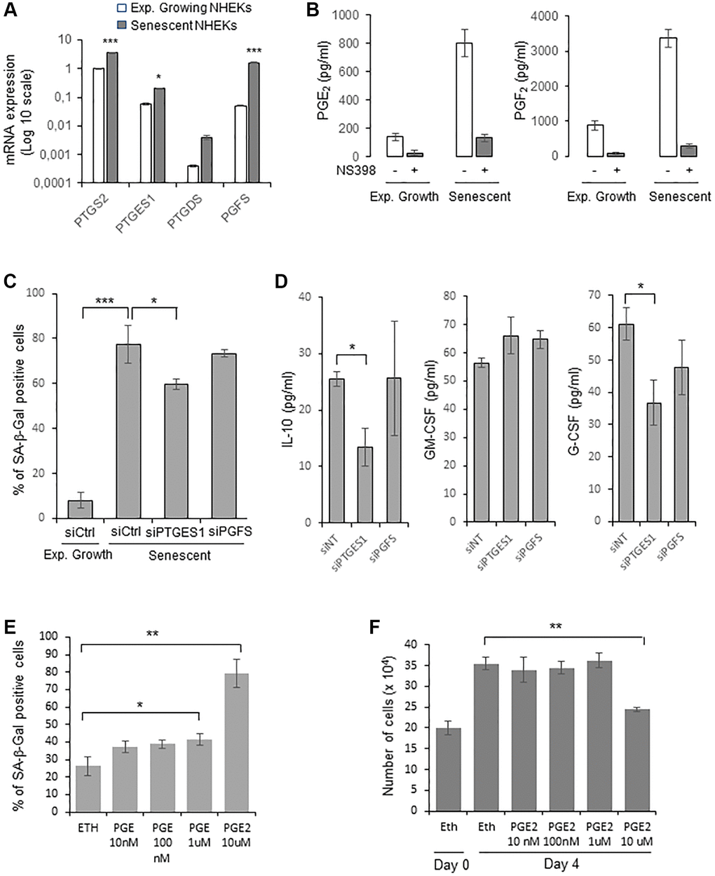 PGE2 contributes to the establishment and maintenance of senescence in NHEKs. (A) PTGS2, PTGES1, PTDGS, and PGFS mRNA levels were measured by RT-qPCR in NHEKs (donor K67FA1) at the exponential growth phase or at the senescence plateau and were normalized to EAR levels. Results are presented in log 10 scale relative to PTGS2 expression in exponentially growing NHEKs (*p ***p B) The amount of PGE2 and PGF2 in the culture media (secreted) of exponentially growing or senescent NHEKs (donor K67FA1) were measured by a competitive assay (see Material and Methods). Measures were performed in triplicate. The bars represent means ± SD. (C) Senescent NHEKs (donor K40FH1) were transfected with a pool of 4 siRNAs targeting PTGES1 or PGFS, or with non-target siRNAs (siCtrl). Four days after transfection, a SA-β-Gal assay was performed. The bars represent the mean ± SD of three counts (*p ***p D) The amounts of IL-10, GM-CSF and G-CSF in the conditioned media (secreted) were measured by ELISA assays in NHEKs (donor K40FH1) treated as in (C). Measures were performed in triplicate. The bars represent the mean ± SD. Significant differences are indicated with asterisks with *p E) Pre-senescent NHEKs (donor K23FC1) were treated or not with 10 nM to 10 µM PGE2 4-times a day. The percentage of SA-β-Gal positive cells 4 day after the beginning of the treatment was determined. The bars represent the mean ± SD of three counts (*p **p F) Pre-senescent NHEKs (donor K23FC1) were treated as in (E), the number of cells was then determined. The bars represent the mean ± SD of three counts (**p 