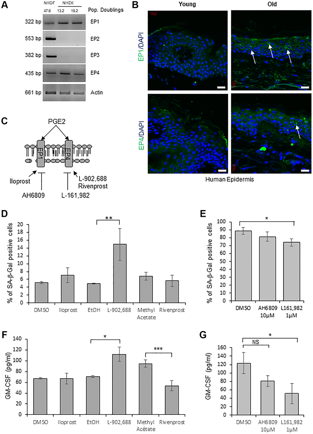 EP4 receptors mediate senescence of epidermal keratinocytes. (A) The mRNA levels of EPs were detected by RT-PCR in extracts from exponentially growing and senescent NHEKs (donor 4F0315) and in NHDFs at the replicative senescence plateau. Actin levels were used as control. The number of population doublings for NHDFs and NHEKs are indicated. (B) Immunofluorescence detection of EP1 and EP4 (green) performed in sections of skin samples from human young and old healthy subjects (see Material and Method). Cell nuclei were detected by DAPI staining (blue). Representative confocal microscopy images of the epidermis of a young (37 years old) and an elderly donor (83 years old). Positive staining of EP1 and EP4 (white arrows) are shown. Bars represent 20 µm. (C) Scheme of PGE2 receptors and their agonists/antagonists used in the following experiments. (D) NHEKs (donor K40FH1) at the exponential growth phase were treated with the EP1 or EP4 agonists (Iloprost, L-902,688 and Rivenprost, respectively at 100 ng/mL, 1 µM and 100 nM) for 4 days. The percentage of SA-β-Gal-positive cells was determined 4 days after the beginning of treatment. SA-β-Gal-positive cells were counted in at least 3 different microscopic fields. The bars represent the mean ± SD of at least 3 counts (**p E) Senescent NHEKs (donor K23FC1) were treated with EP1 and EP4 antagonists (AH6809 and L-161,982, respectively at 10 µM and 1 µM). The percentage of SA-β-Gal-positive cells was determined 4 days after the beginning of treatment. SA-β-Gal-positive cells were counted in at least 3 different microscopic fields. The bars represent the mean ± SD of at least 3 counts (*p F) NHEKs (donor K40FH1) at the exponential growth phase were treated as in (D), the amounts of GM-CSF in the conditioned media (secreted) were measured by an ELISA assay. Measures were performed in triplicate. The bars represent the mean ± SD. Significant differences are indicated with asterisks with *p ***p G) NHEKs (donor K40FH1) at the exponential growth phase were treated as in (E), and the amount of GM-CSF in the conditioned media (secreted) was measured by an ELISA assay. Measures were performed in triplicate. The bars represent the mean ± SD. Significant differences are indicated with asterisks with *p 