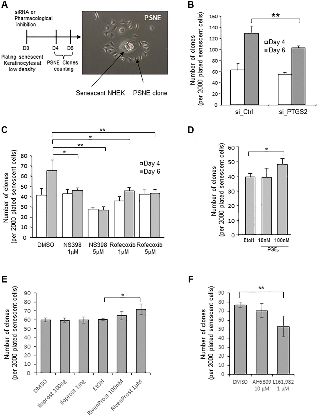 Loss of PTGS2 activity reduces preneoplastic senescence escape of NHEKs. (A) Left panel: Scheme depicting the experimental process. Right panel: representative phase contrast microscopy image of what was counted as a clone in the following experiments. (B) Senescent NHEKs (donor K67JA1) were subjected to PTGS2 siRNAs vs. non-target control siRNAs. After four- or six-days post-transfection, emerging clones were manually counted under microscopic examination after fixation and coloration with crystal violet. (C) Senescent NHEKs (donor K23C1) were subjected to PTGS2 pharmacological inhibition by NS398 or Rofecoxib at the indicated concentrations. Four- or six-days post-treatment, emerging clones were manually counted as in B. (D) Senescent NHEKs (donor KNBMC1) were treated or not with 10 or 100 nM PGE2 4-times a day. After four days of treatment, the number of emerging clones was counted as in B. (E) Senescent NHEKs (donor K40FH1) were treated with the EP1 or EP4 agonists (Iloprost and Rivenprost at the indicated concentrations). After four days of treatment, the number of emerging clones was counted as in B. (F) Senescent NHEKs (donor K40FH1) were treated with EP1 and EP4 antagonists (AH6809 and L-161,982, respectively at 10 µM and 1 µM). After four days of treatment, the number of emerging clones was counted as in B. In (B–F), the bar chart represents the mean ± SD of the 3 independent measures (*p **p B–F), each result is representative from 3 independent experiments, with each experiment corresponding of three or four technical replicates.