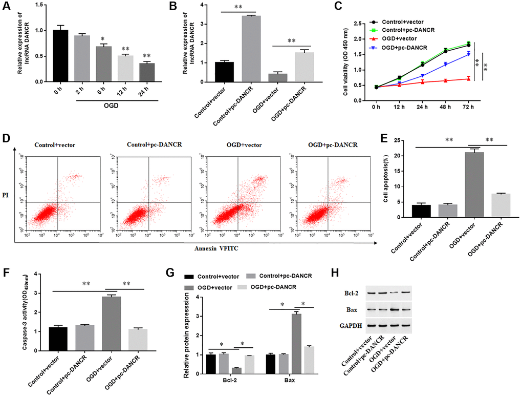 Effects of DANCR overexpression on the behavior of cardiomyocytes. (A) The expression of DANCR in H9C2 cells treated with OGD for 0, 2, 6, 12 and 24 h. H9C2 cells were transfected with DANCR overexpression vector (pc-DANCR) or control (vector), and then treated with OGD for 24 h. (B) The expression of DANCR was detected with RT-qPCR. (C) Cell viability was measured by using CCK-8. (D, E) Cell apoptosis was assessed by using Flow cytometry. (F) The activity of caspase-3 was assayed by ELISA. (G, H) Western blotting was used to detect the protein levels of Bcl-2 and Bax. *P **P 