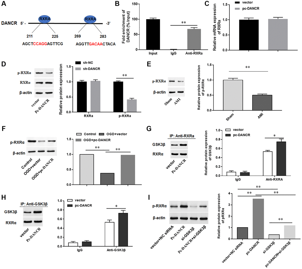 LncRNA DANCR suppresses acute myocardial infarction in mice via ...