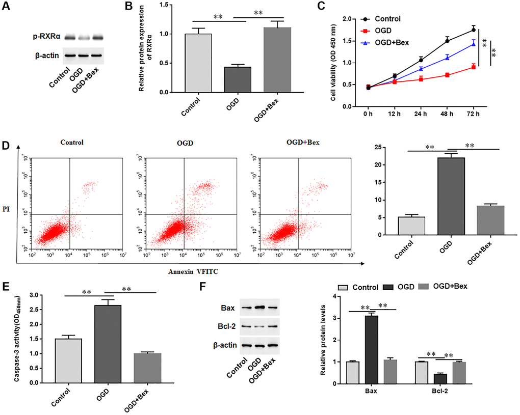 Effects of p-RXRA on cardiomyocytes treated with OGD. H9C2 cells were pretreated with Bex and treated with OGD. (A, B) The protein expression of p-RXRA was detected with Western blotting. (C) Cell viability was measured by using CCK-8. (D) Cell apoptosis was assessed by using Flow cytometry. (E) The activity of caspase-3 was assayed by ELISA. (F) Western blotting was used to detect the protein levels of Bcl-2 and Bax. *P **P 