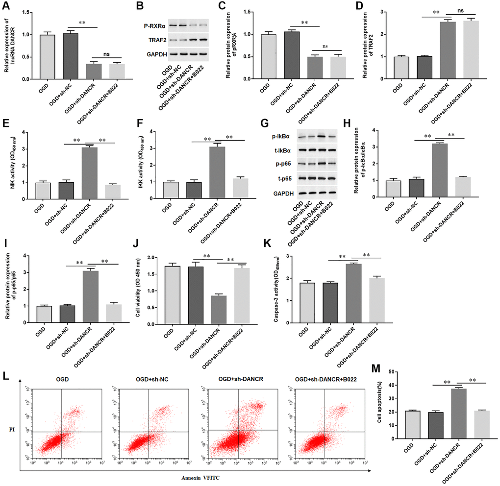 Silencing DANCR induced cardiomyocyte apoptosis by activating the NIK/IKK/NF-κB pathway. H9C2 cells were transfected with DANCR shRNA (sh-DANCR) and control (sh-NC), and then treated with OGD and/or B022 (an inhibitor of NIK). (A) The expression of DANCR was detected with RT-qPCR. (B–D) The protein expression of p-RXRA and TRAF2 was detected with Western blotting. (E, F) The activity of NIK and IKK was measured by ELISA. (G–I) The protein expression of p-Ik-Bα and p-p65 was detected with Western blotting. (J) Cell viability was measured by using CCK-8. (K) The activity of caspase-3 was assayed by ELISA. (L, M) Cell apoptosis was assessed by using Flow cytometry. *P **P 